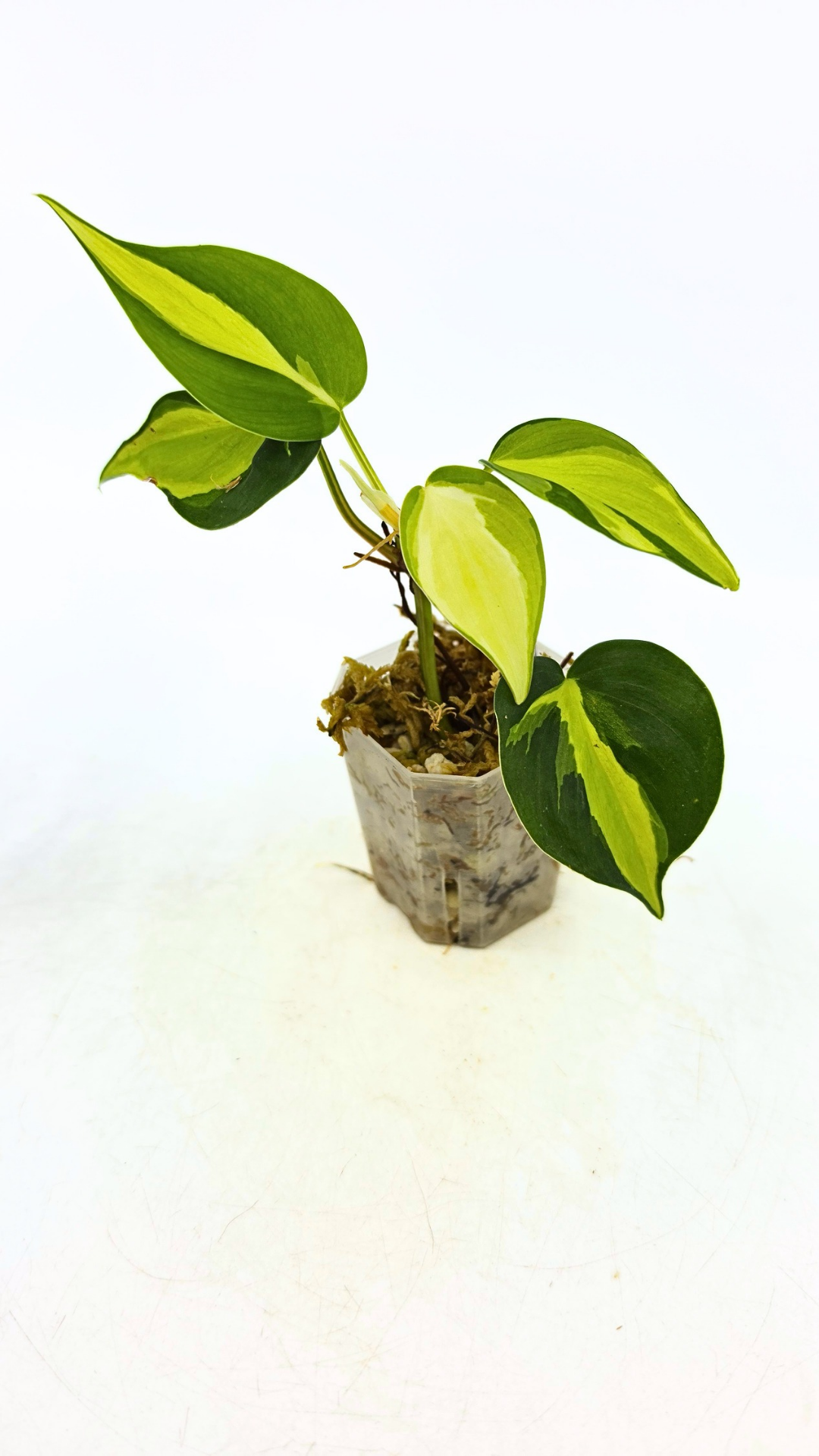 Rare indoor plant Philodendron Cream Splash available at rare plant shop The Leaf Gallery in Perth, Western Australia