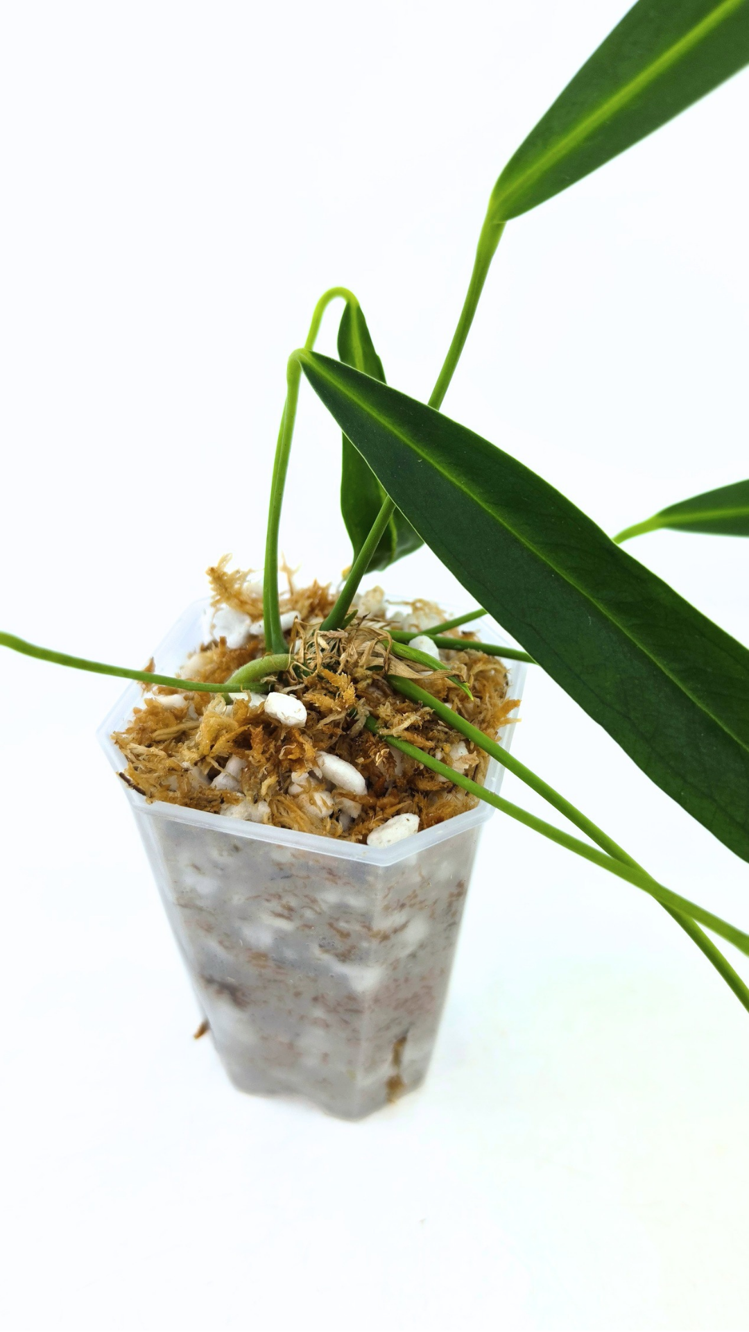 Rare indoor plant Anthurium friedrichsthalii available for sale at rare house plant shop The Leaf Gallery in Perth, Western Australia