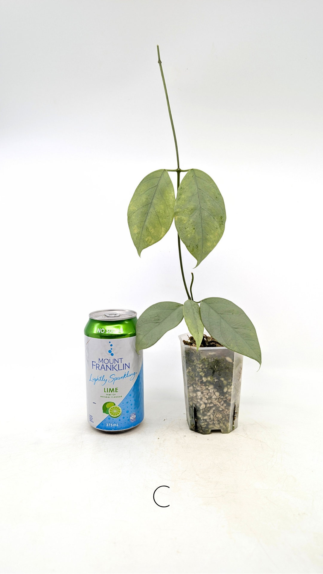 Rare waxplant Hoya Coriacea Silver available for sale at rare indoor plant shop The Leaf Gallery in Perth, Western Australia