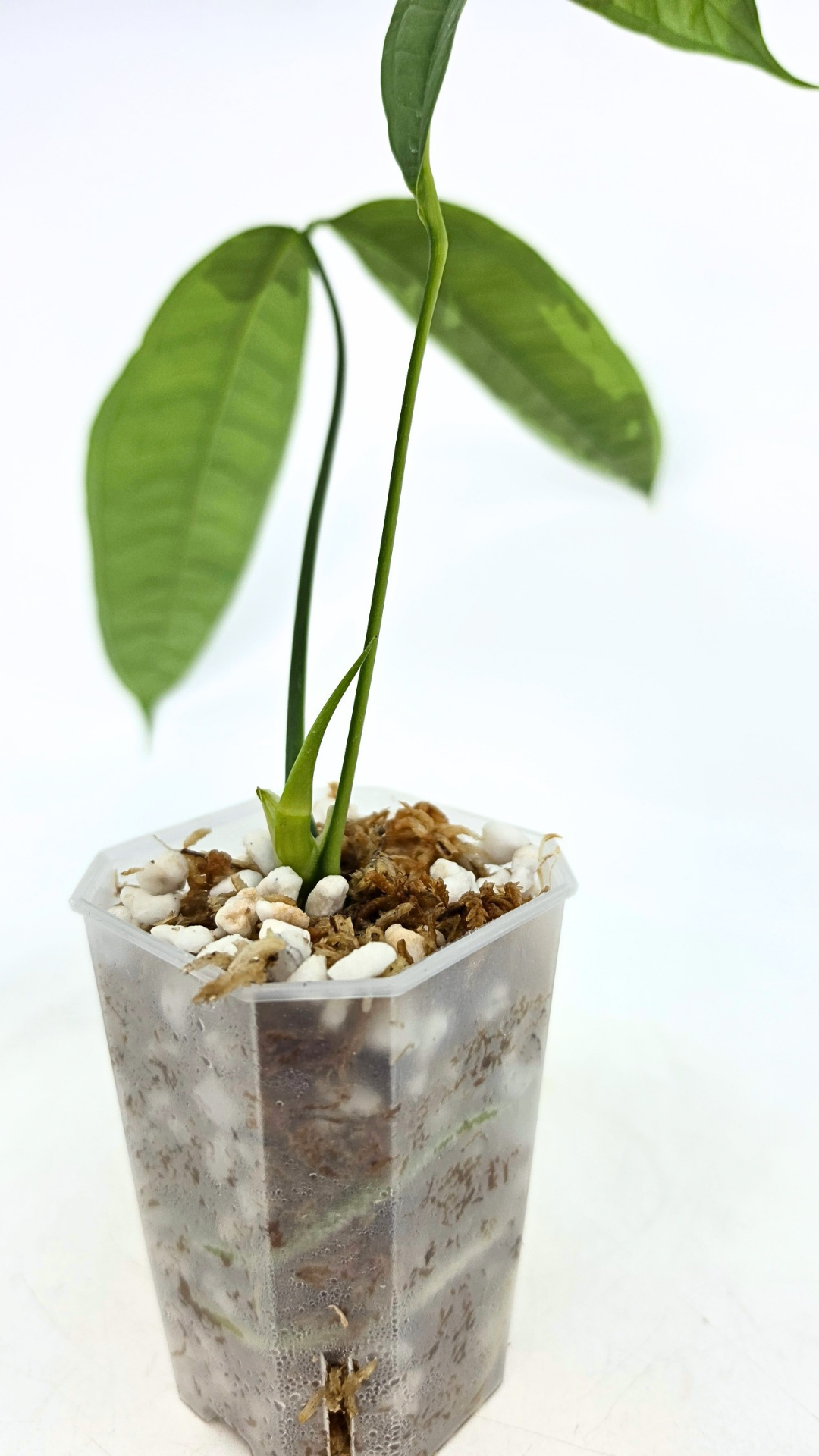 Rare indoor plant Anthurium Moonenii available for sale at rare house plant shop The Leaf Gallery in Perth, Western Australia