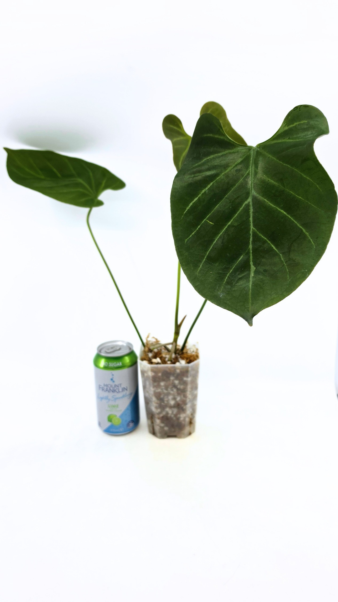 Uncommon indoor plant Anthurium Bosworth Beauty x Crystallinum available for sale at rare plant shop The Leaf Gallery in Perth, Western Australia