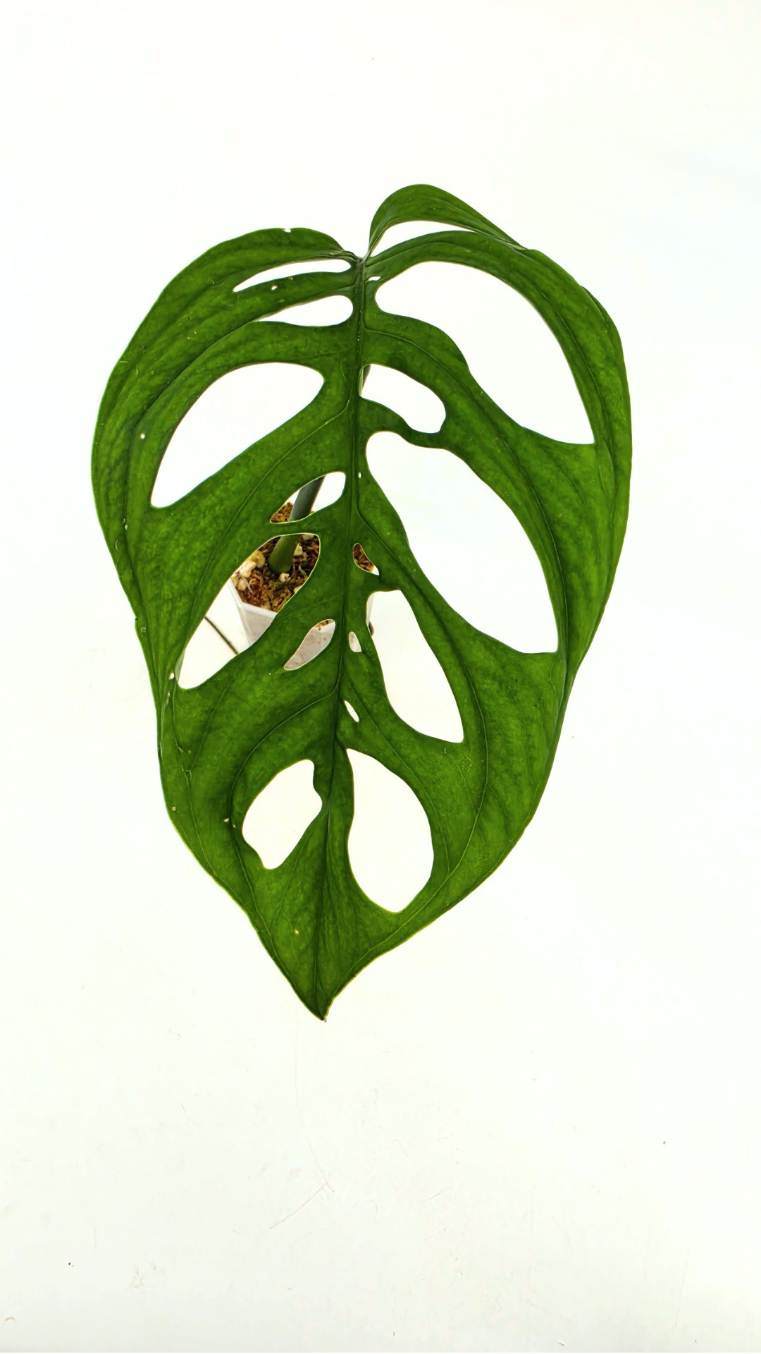 Rare indoor plant Monstera Esqueleto or Monstera Epipremnoides available for sale at rare plant shop The Leaf Gallery in Perth, Western Australia