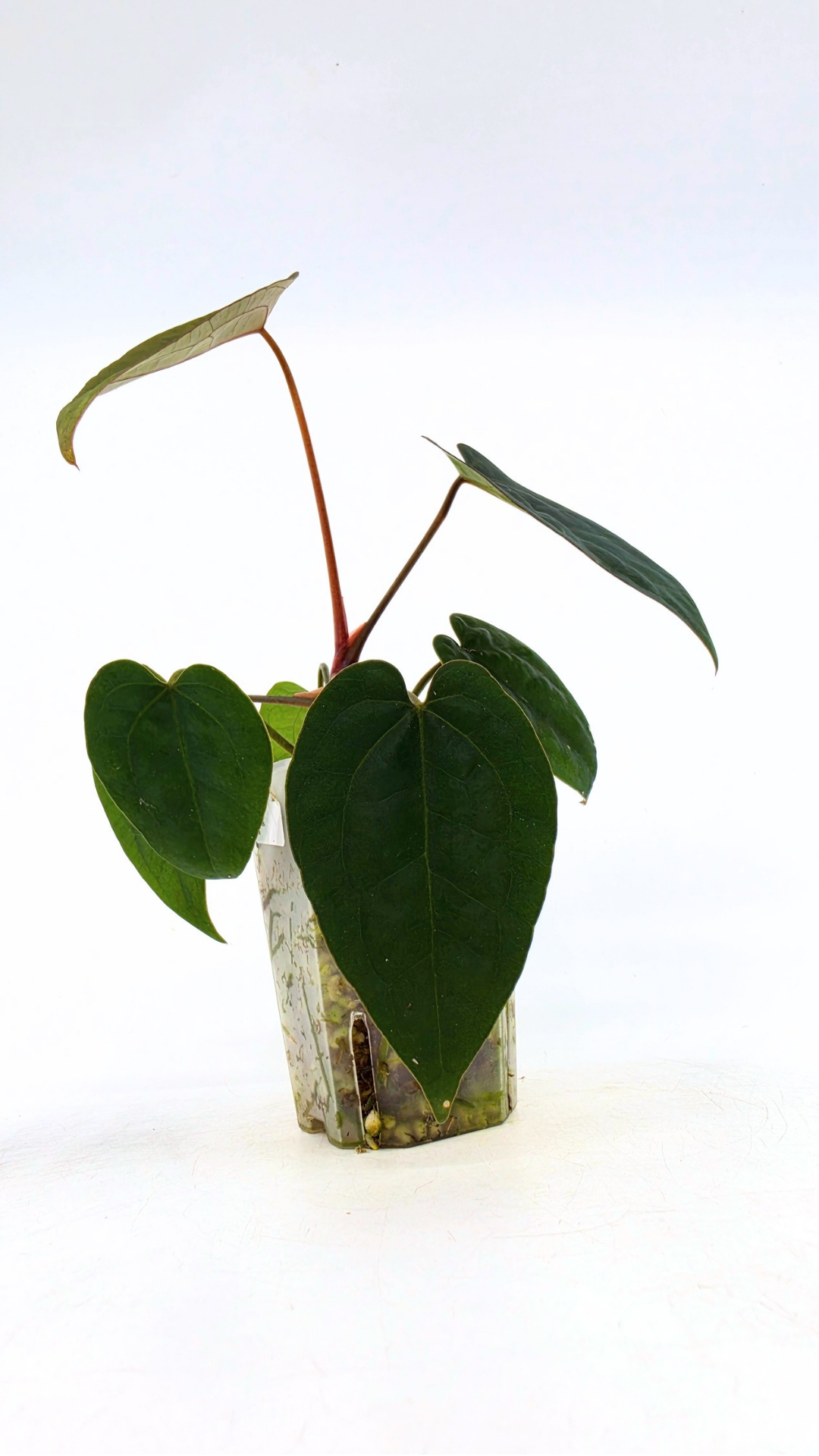 Rare indoor plant Anthurium Ace of Spades Dark Form available for sale at rare house plant shop The Leaf Gallery in Perth, Western Australia