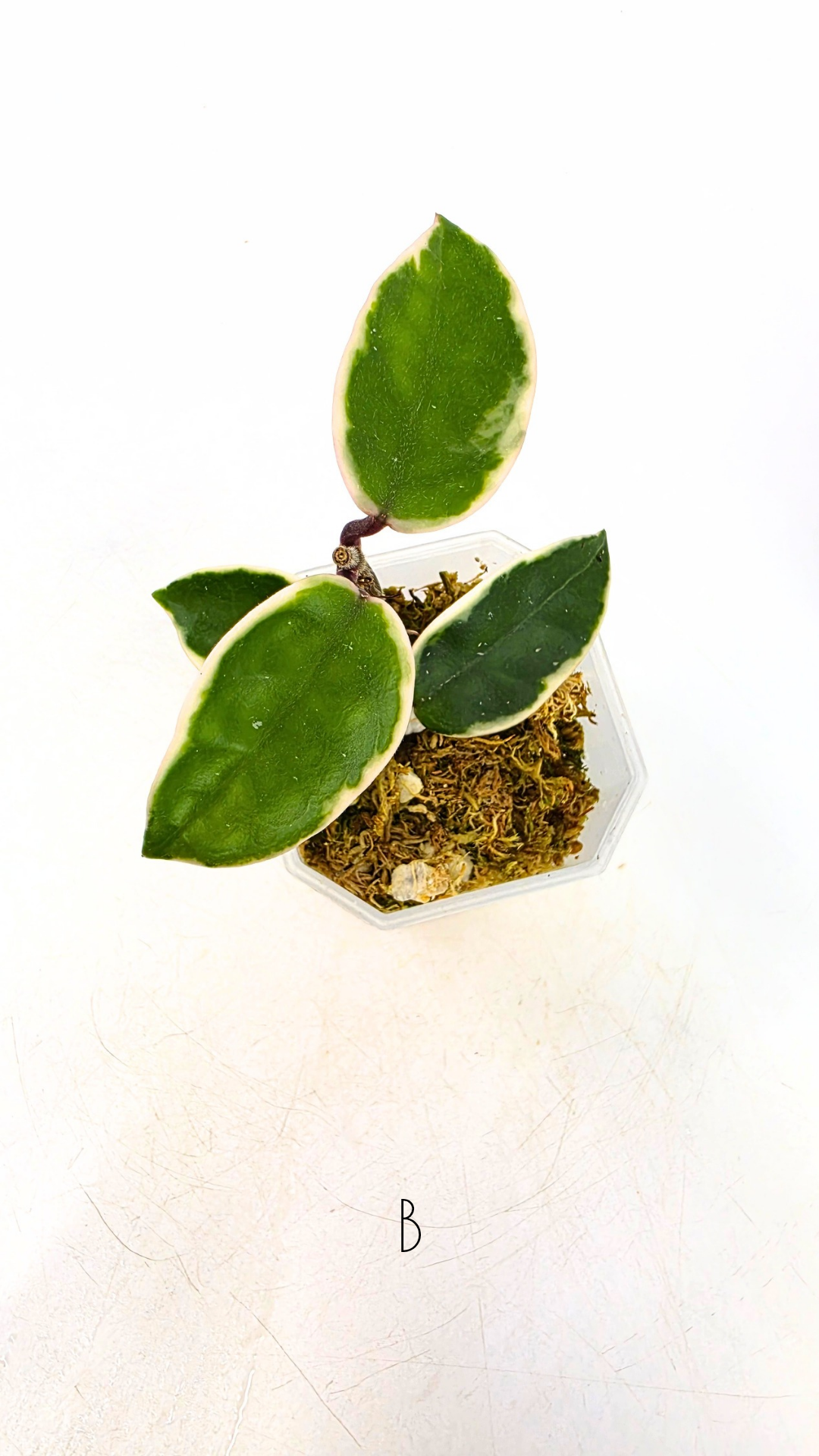 Uncommon indoor plant hoya Carnosa Krimson Queen propagated by and available for sale at rare plant shop The Leaf Gallery in Perth.