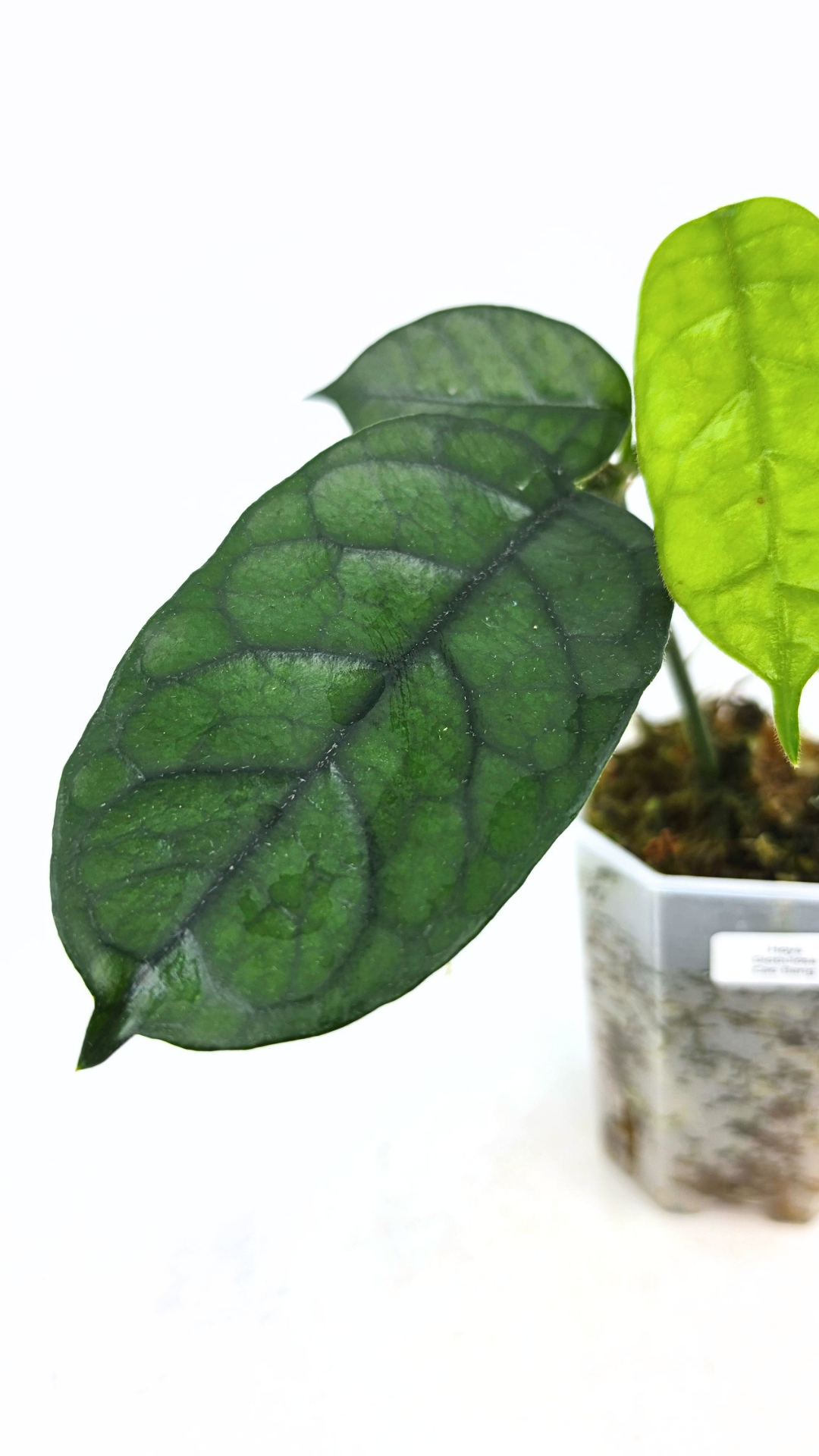 Rare waxplant Hoya Globulosa Cao Bang available for sale at rare plant shop The Leaf Gallery in Perth, Western Australia