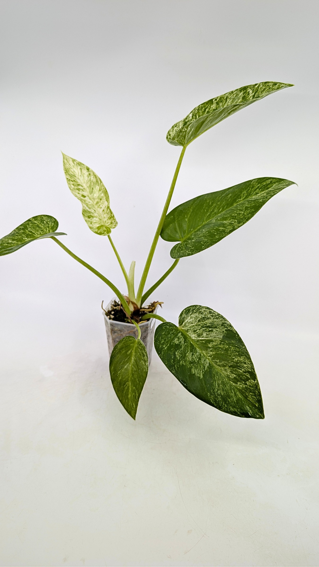 Rare indoor plant Philodendron Giganteum Blizzard Varigated by rare plant shop The Leaf Gallery in Perth, Western Australia