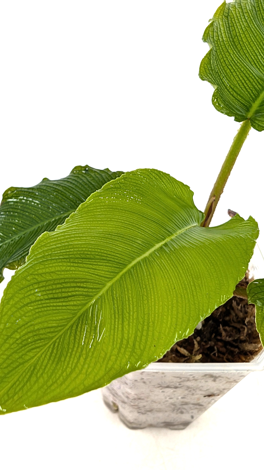 Rare indoor plant Adelonema Corrugada  available for sale at rare plant shop The Leaf Gallery in Perth, Western Australia