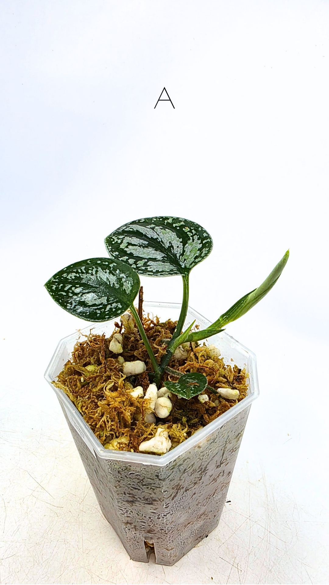 Rare indoor plant Scindapsus Dark Silver Tricolour available for sale at rare house plant shop The Leaf Gallery in Perth, Western Australia