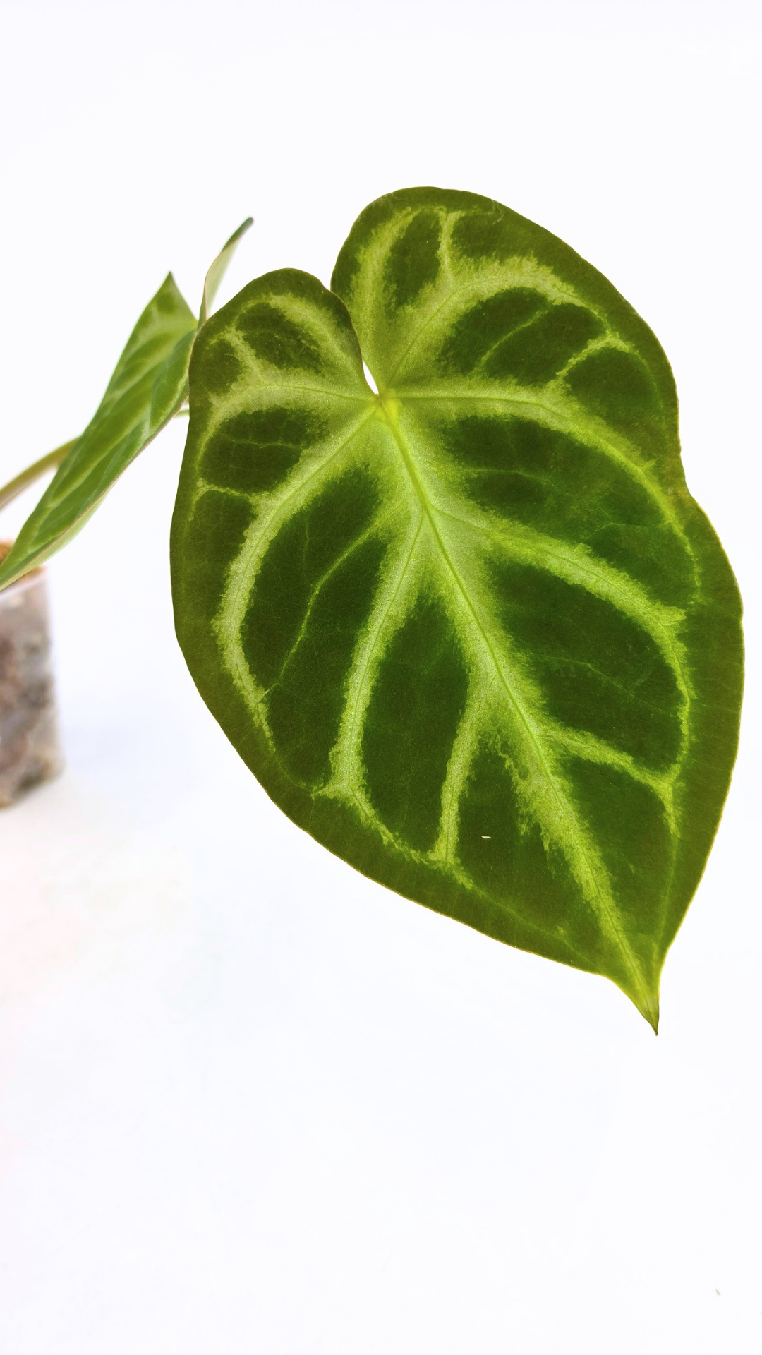 Rare indoor plant Anthurium Magnificum available for sale at rare house plant shop The Leaf Gallery in Perth, Western Australia