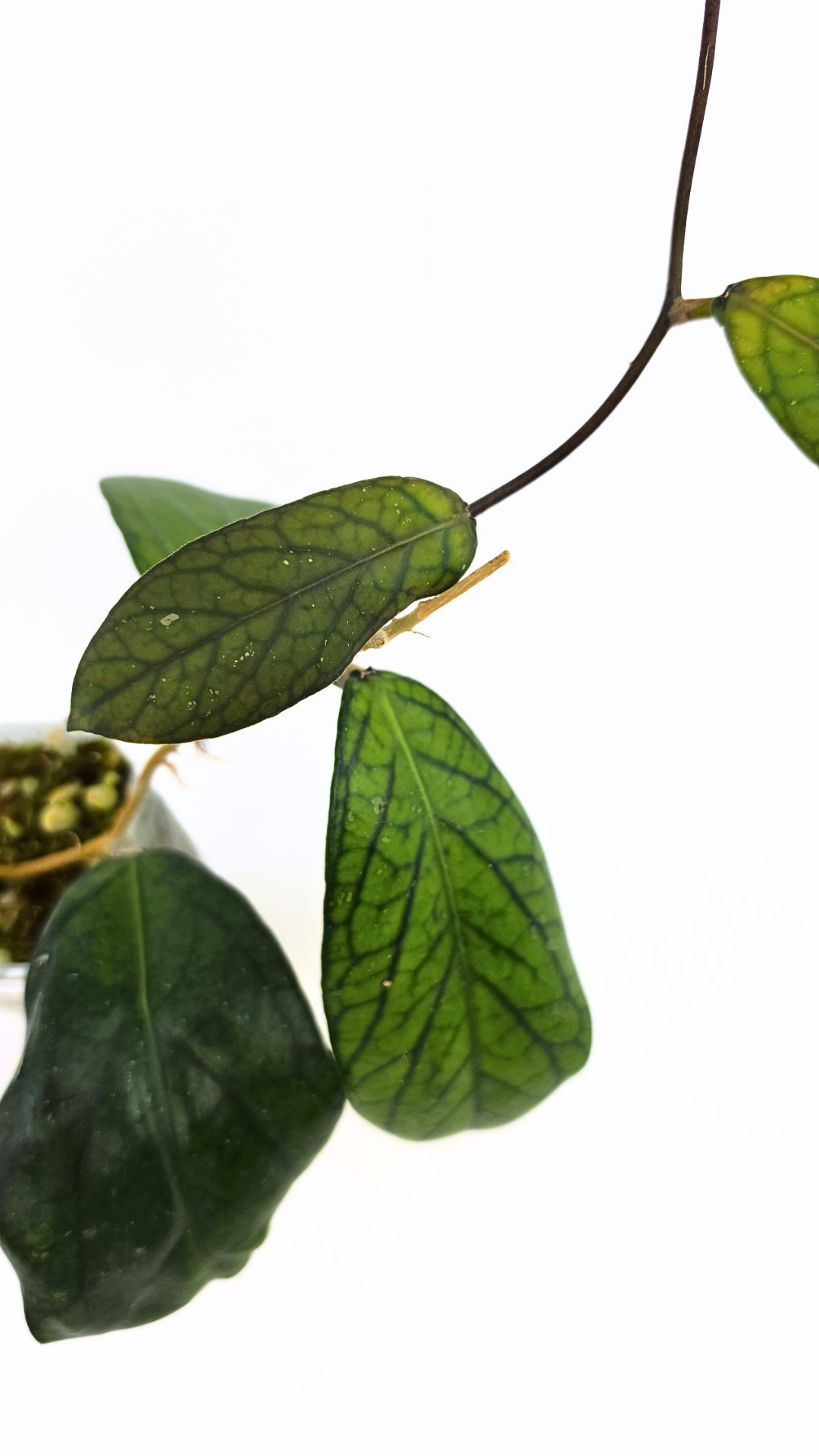 Rare waxplant Hoya Sp Tanggamus available for sale at rare indoor plant shop The Leaf Gallery in Perth, Western Australia