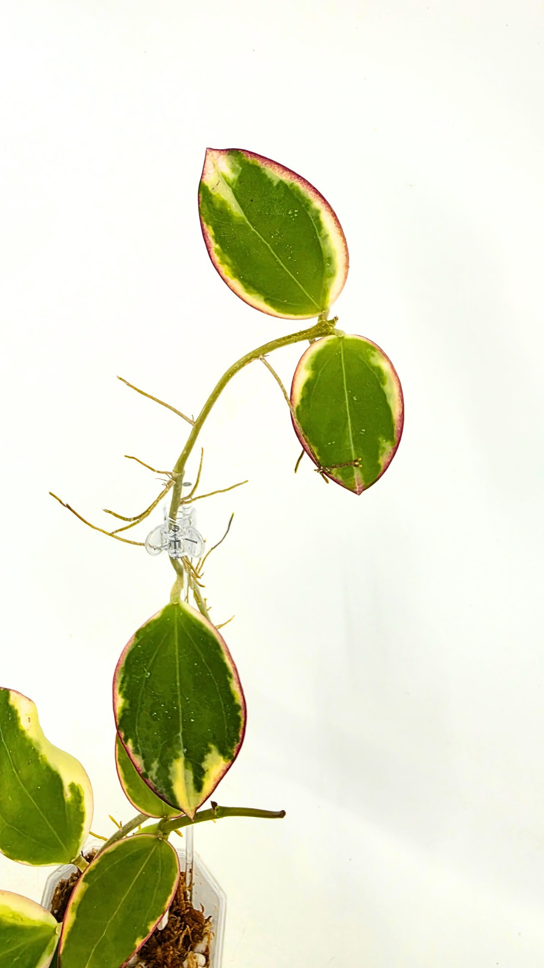 Rare waxplant Hoya sp Para Albomarginata available for sale at rare indoor plant shop The Leaf Gallery in Perth, Western Australia