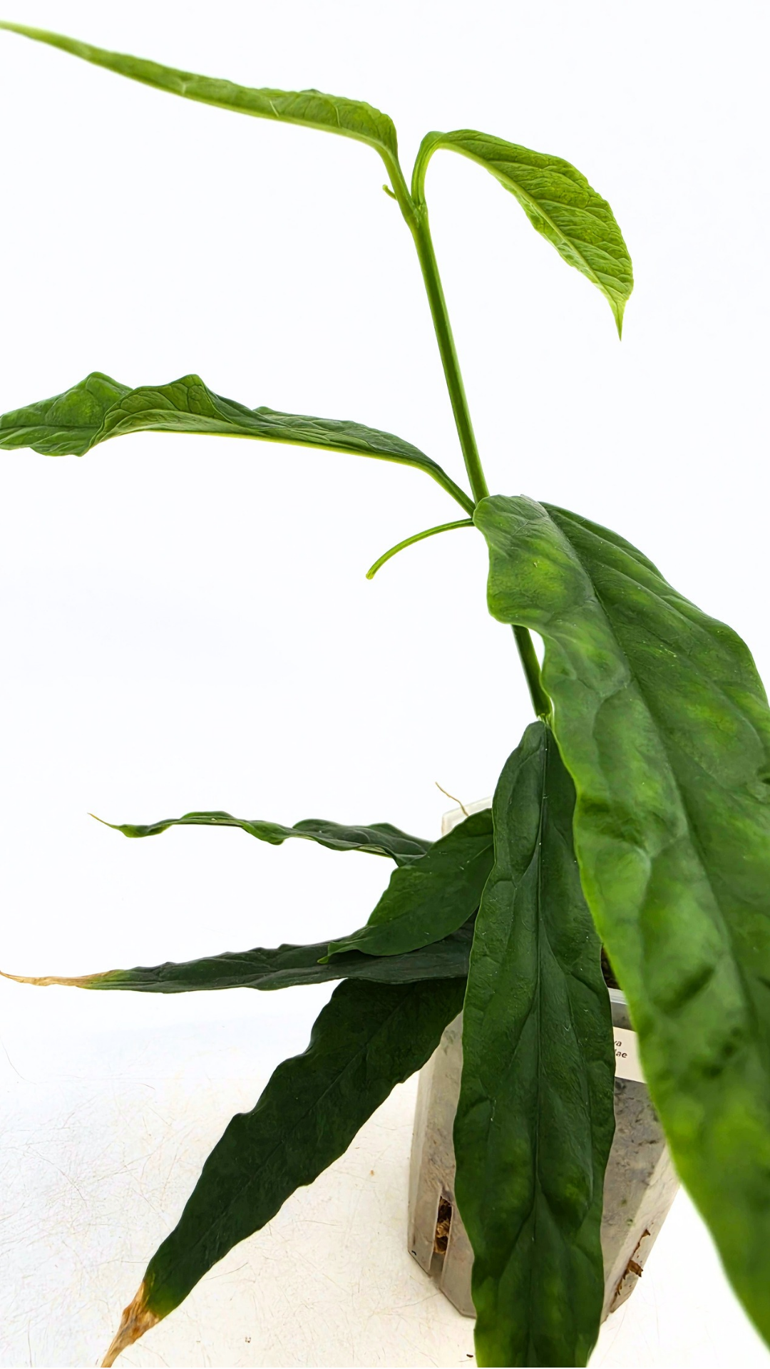 Rare waxplant Hoya Decipulae available for sale at rare indoor plant shop The Leaf Gallery in Perth, Western Australia