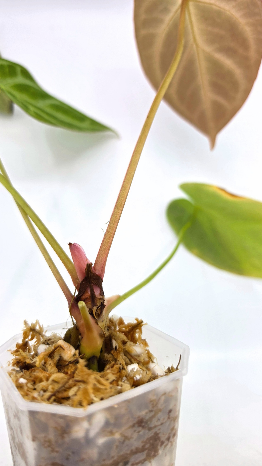 Rare indoor plant Anthurium Magnificum available for sale at rare house plant shop The Leaf Gallery in Perth, Western Australia