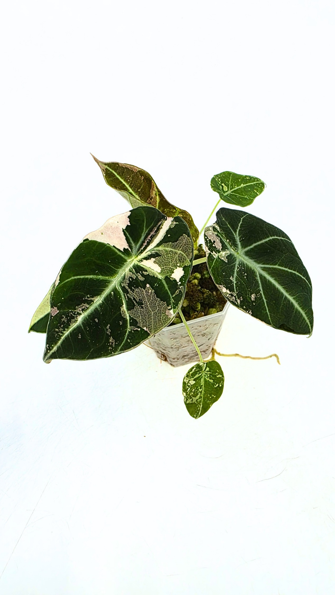 Rare indoor plant Alocasia Black Velvet Pink Variegated available for sale from rare house plant shop The Leaf Gallery in Perth, Western Australia