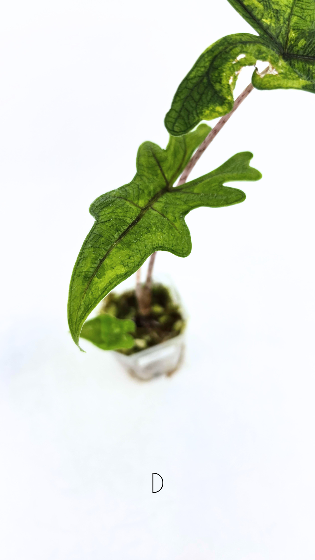 Rare indoor plant Alocasia Jacklyn Variegated available for sale at rare house plant shop The Leaf Gallery in Perth, Western Australia