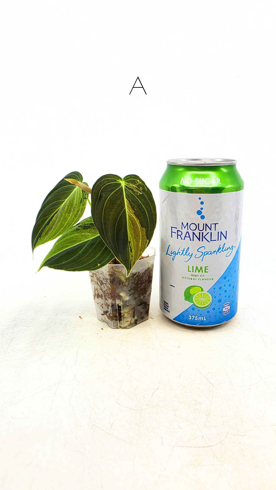 Rare plant Philodendron Melanochrysum Varigated available for sale at rare plant shop The Leaf Gallery in Perth, Western Australia