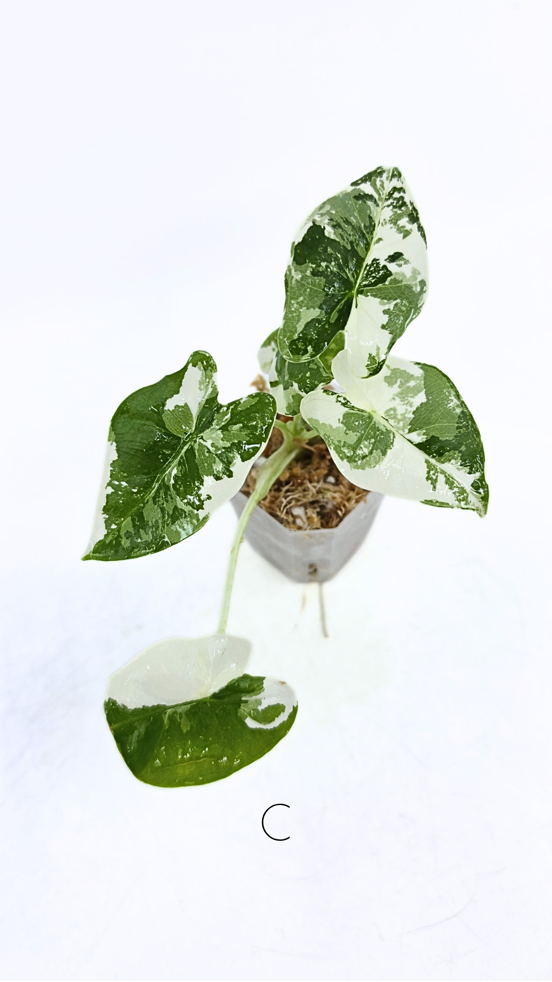 Rare indoor plant Alocasia Frydek Variegated available for sale at rare house plant shop The Leaf Gallery in Perth, Western Australia