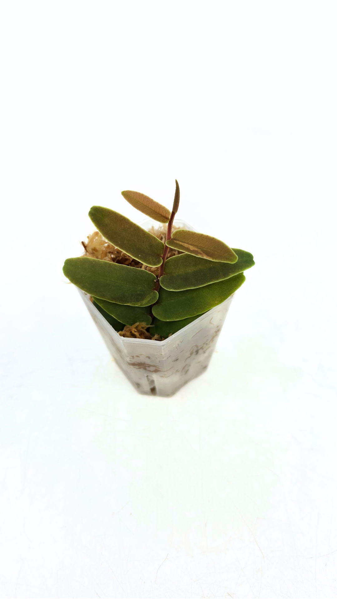 Rare shinggling terrarium plant Marcgravia Sintenisii or Rainbow Marcgravia availabe for sale at rare plant shop The Leaf Gallery in Perth, Western Australia