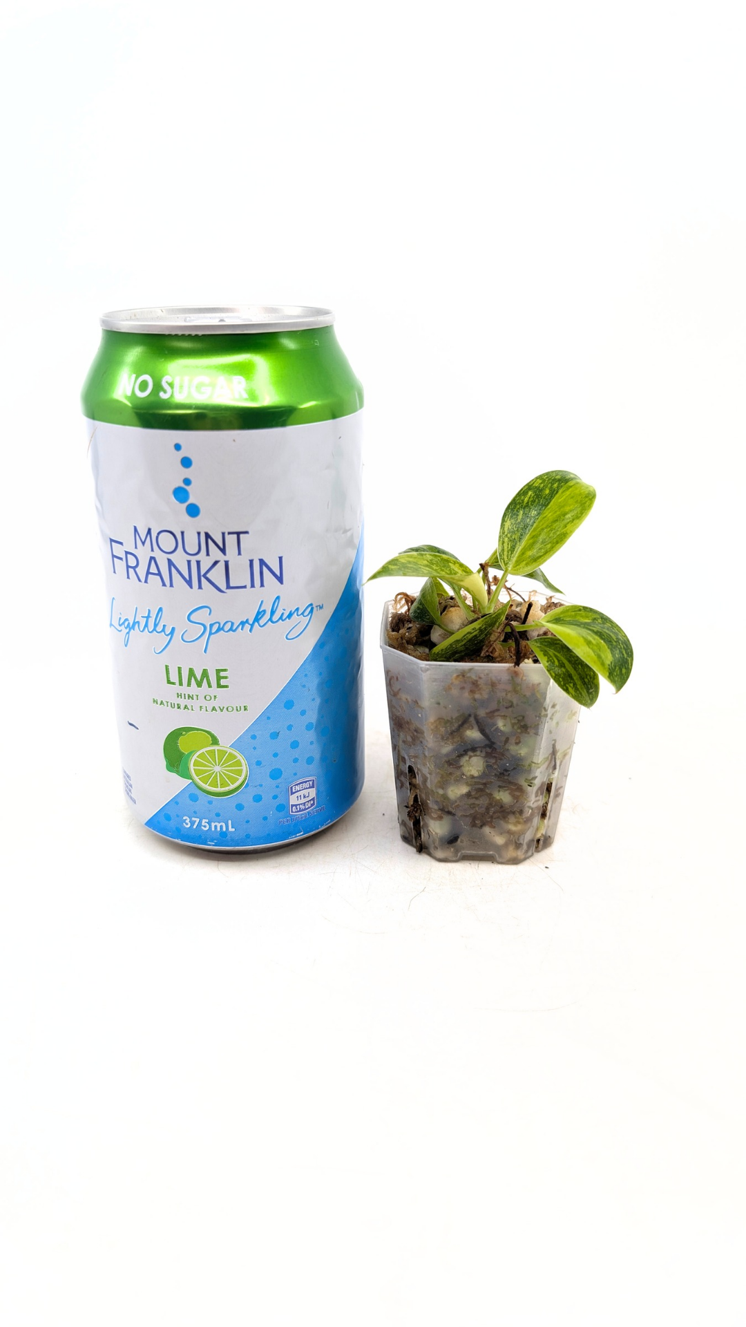 Rare indoor plant Green Congo Hybrid (Nuclear) Varigated available for sale at rare plant shop The Leaf Gallery in Perth, Western Australia