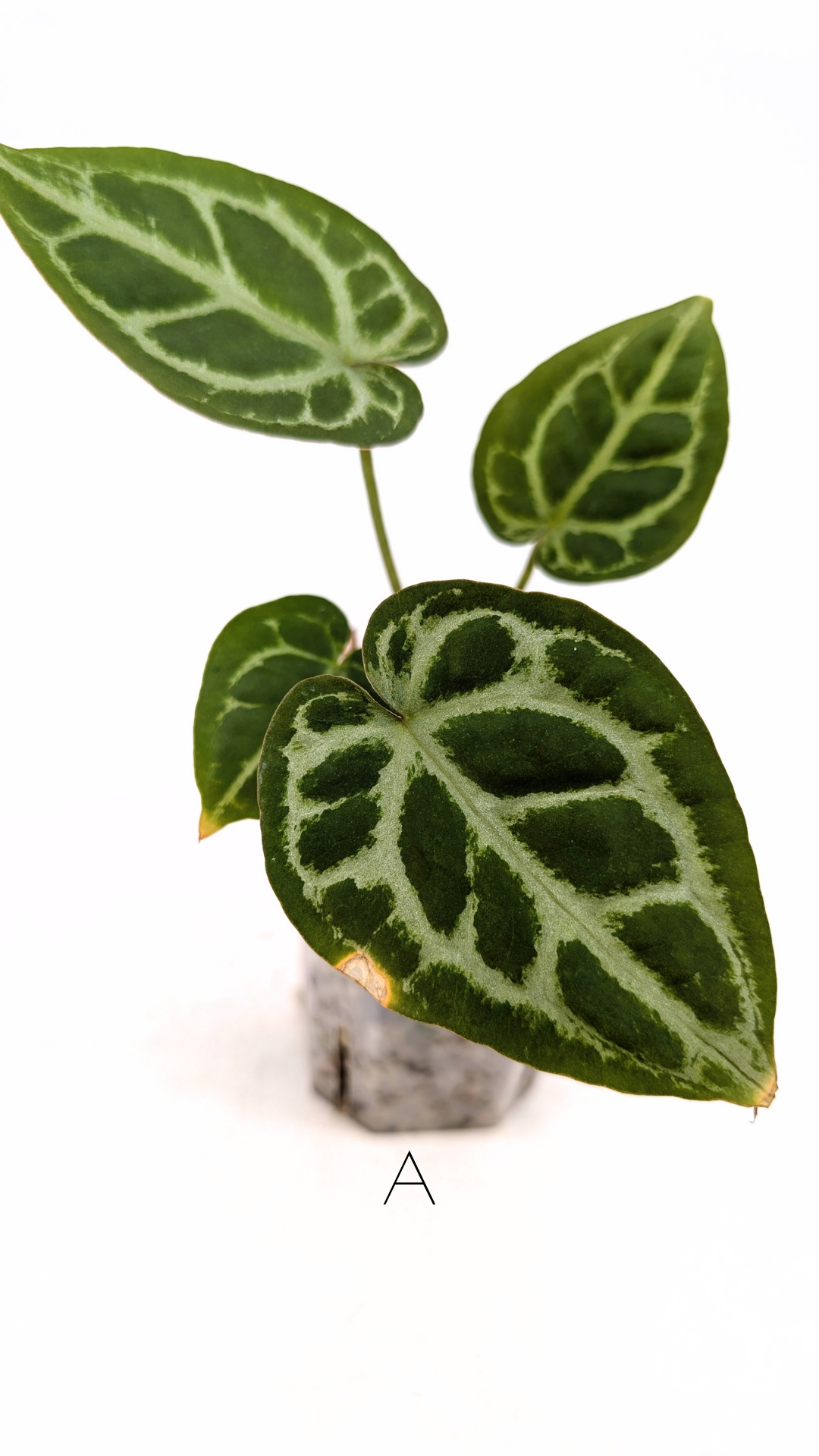 Rare anthurium hybrid Anthurium red dorayaki mutation with Anthurium Michelle by The Leaf Gallery in Perth, Western Australia