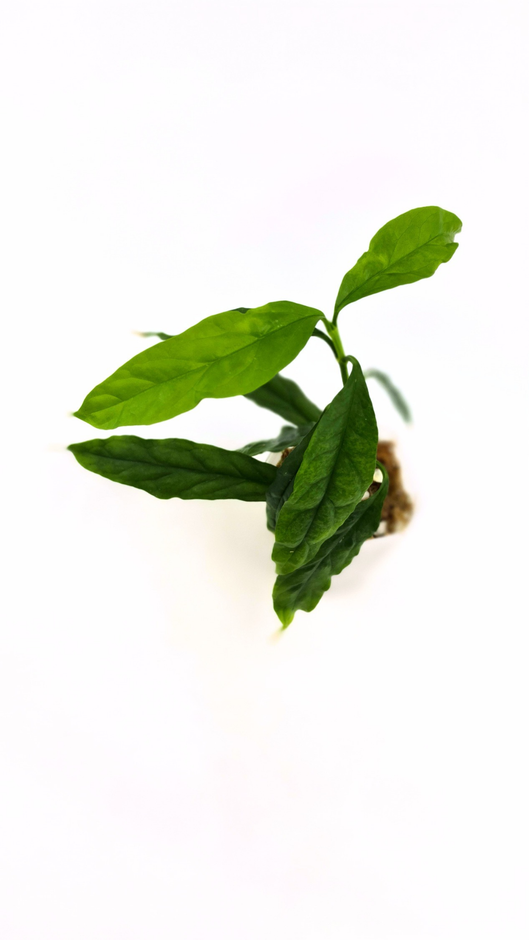 Rare waxplant Hoya Decipulae available for sale at rare indoor plant shop The Leaf Gallery in Perth, Western Australia