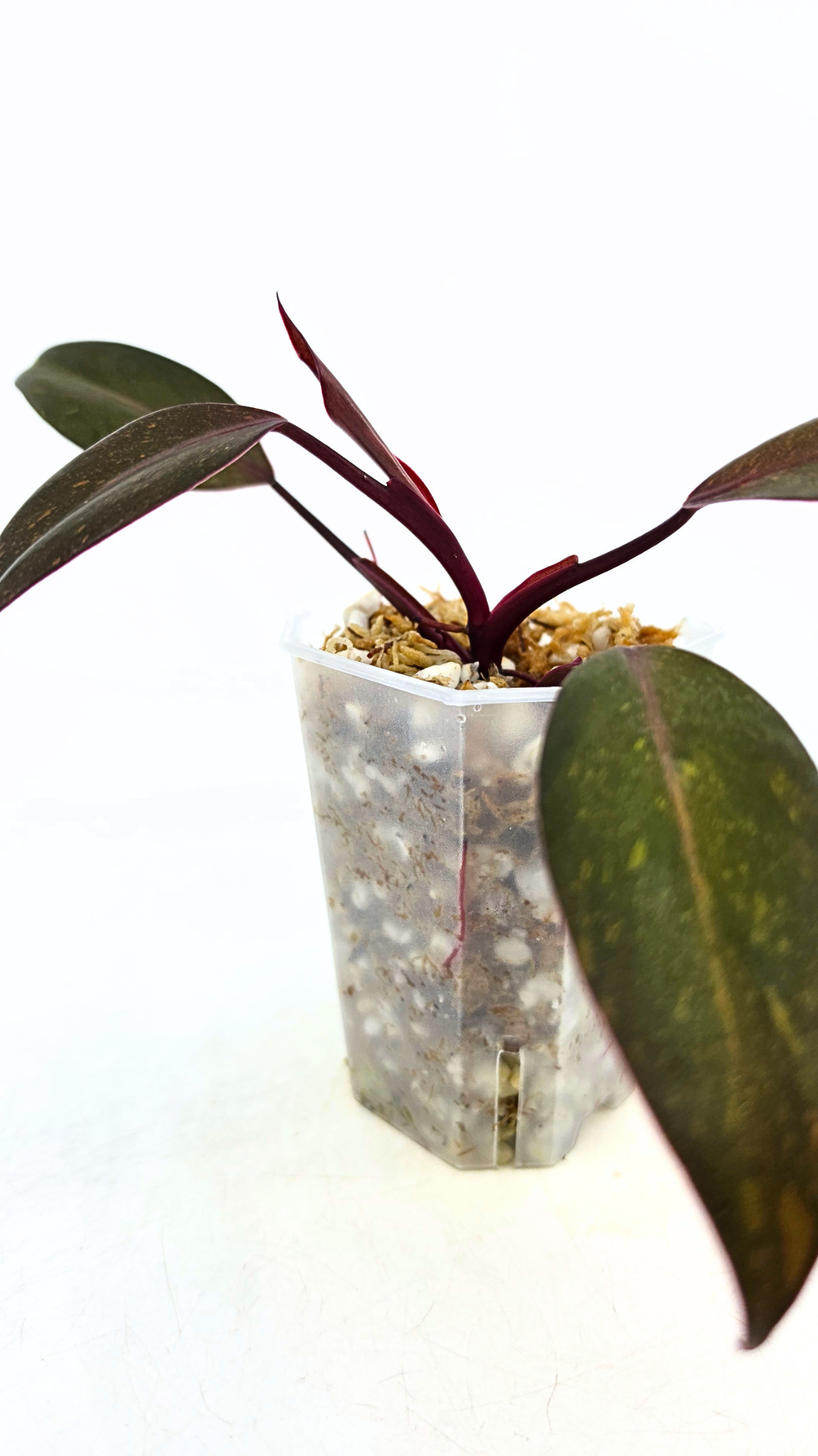 Rare indoor plant Philodendron Orange Princess Varigated available for sale at rare plant shop The Leaf Gallery in Perth, Western Australia