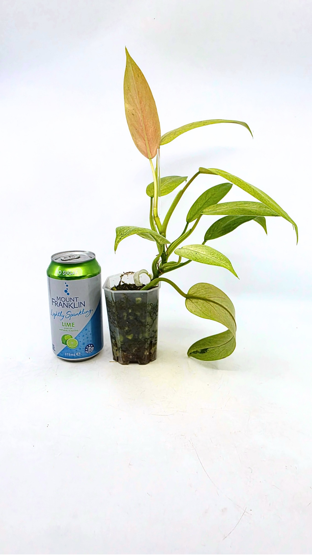 Rare indoor plant Philodendron Whipple Way available for sale at rare plant shop The Leaf Gallery in Perth, Western Australia