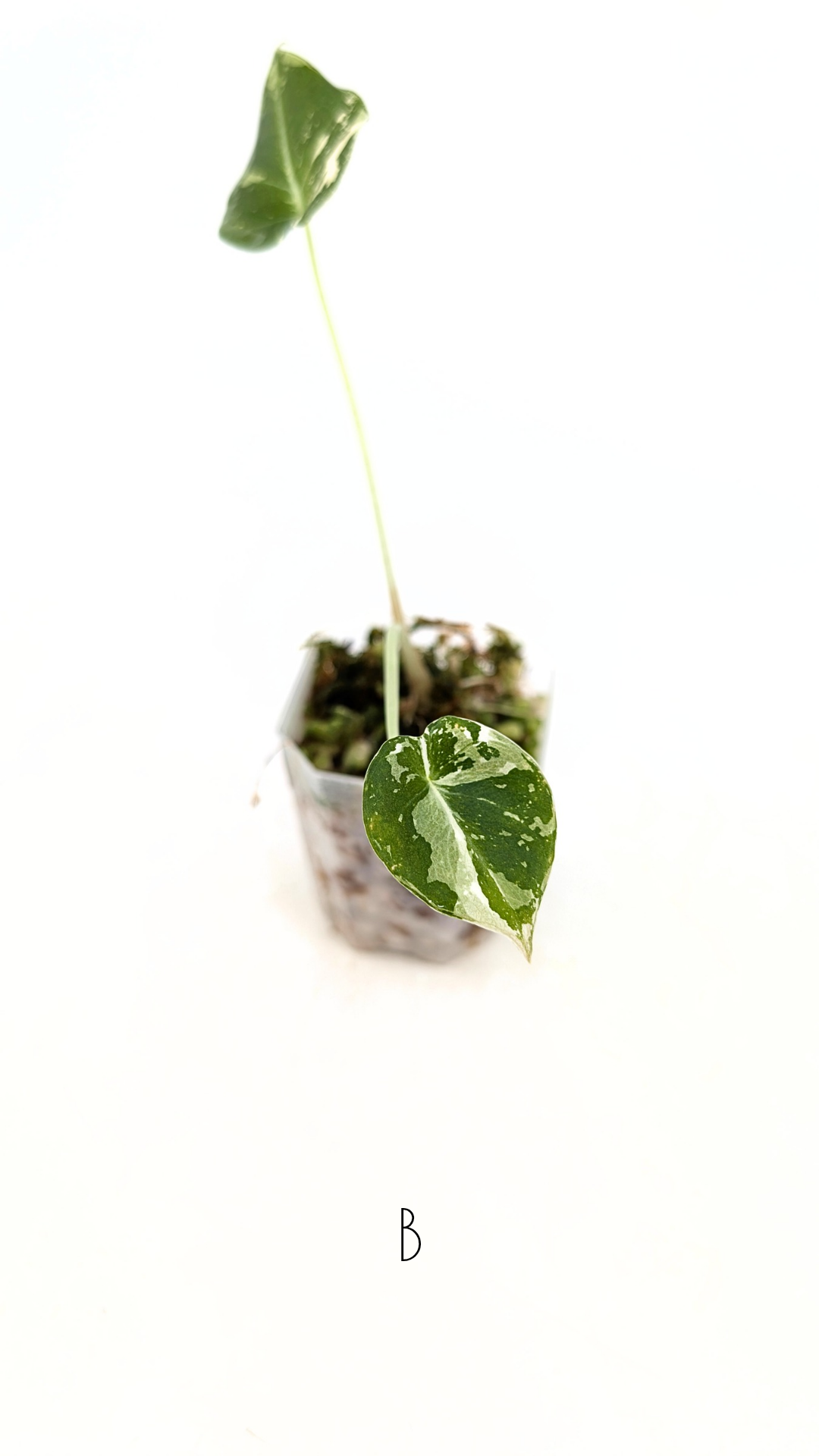 Rare indoor plant Alocasia Black Velvet Pink Variegated available for sale from rare house plant shop The Leaf Gallery in Perth, Western Australia