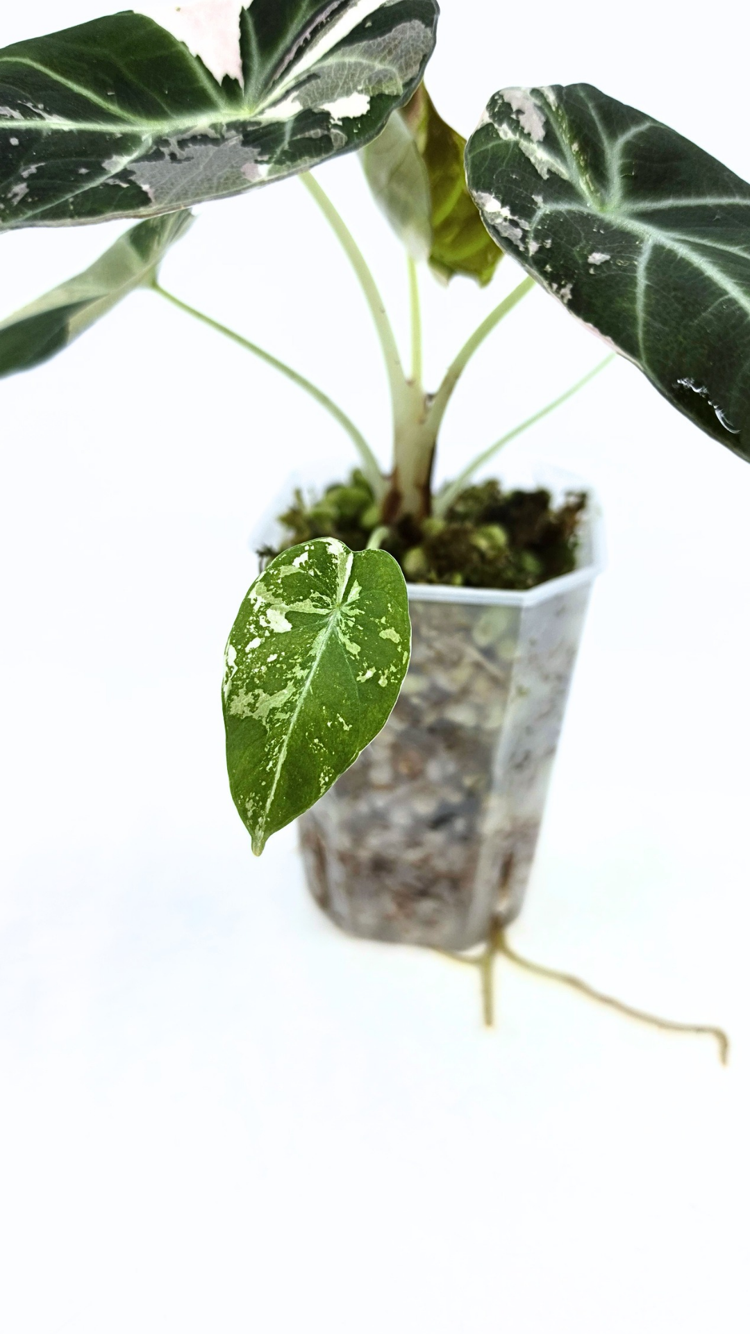 Rare indoor plant Alocasia Black Velvet Pink Variegated available for sale from rare house plant shop The Leaf Gallery in Perth, Western Australia