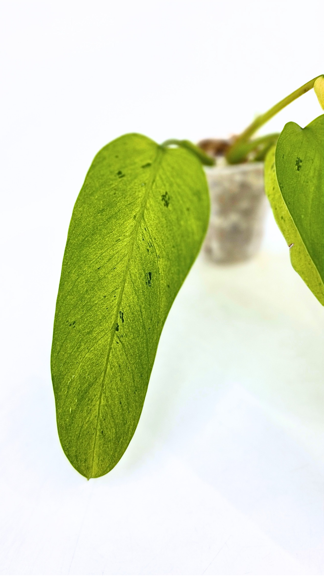 Rare indoor plant Philodendron Whipple Way available for sale at rare plant shop The Leaf Gallery in Perth, Western Australia