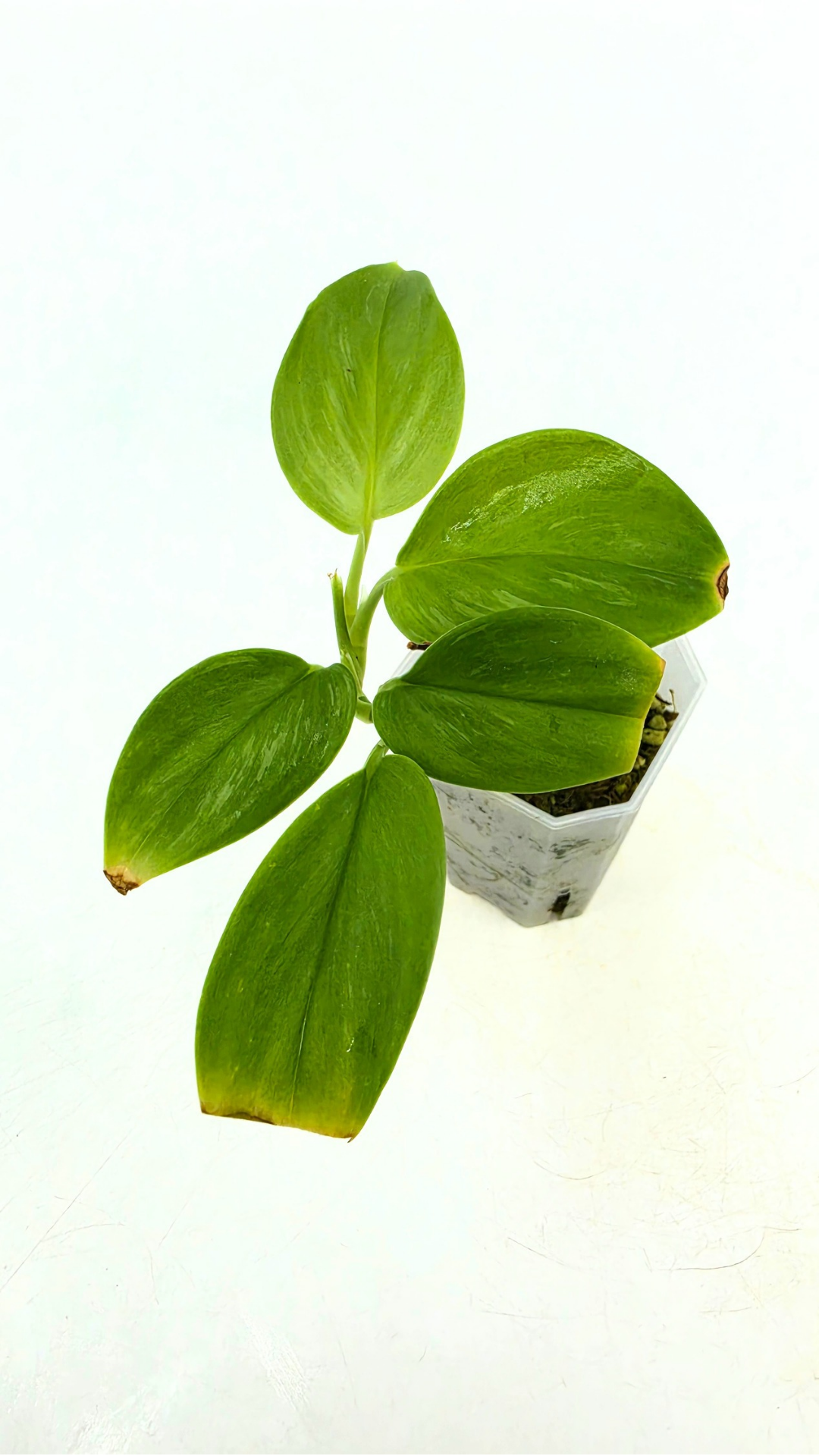 Rare indoor plant Scindapsus Treubii Moonlight available for sale at rare house plant shop The Leaf Gallery in Perth, Western Australia