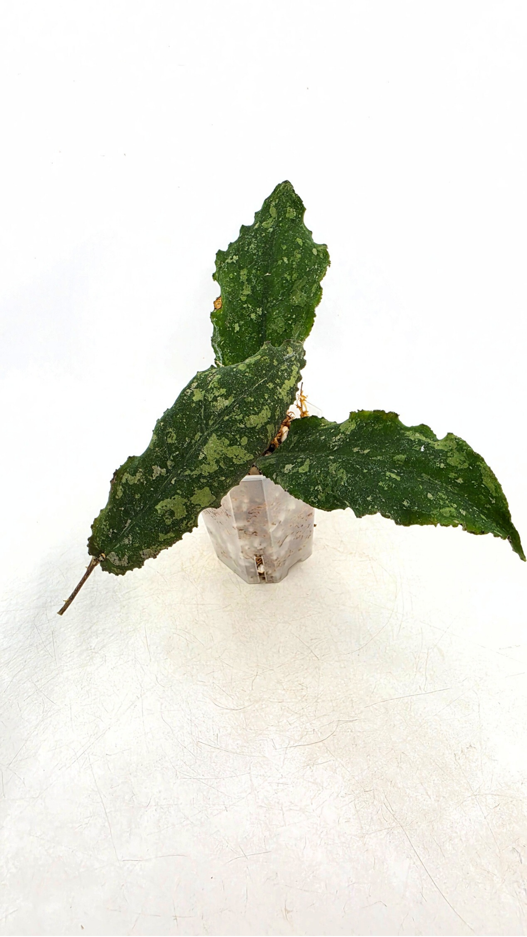 Rare waxplant Hoya Undulata available for sale at rare indoor plant shop The Leaf Gallery in Perth, Western Australia