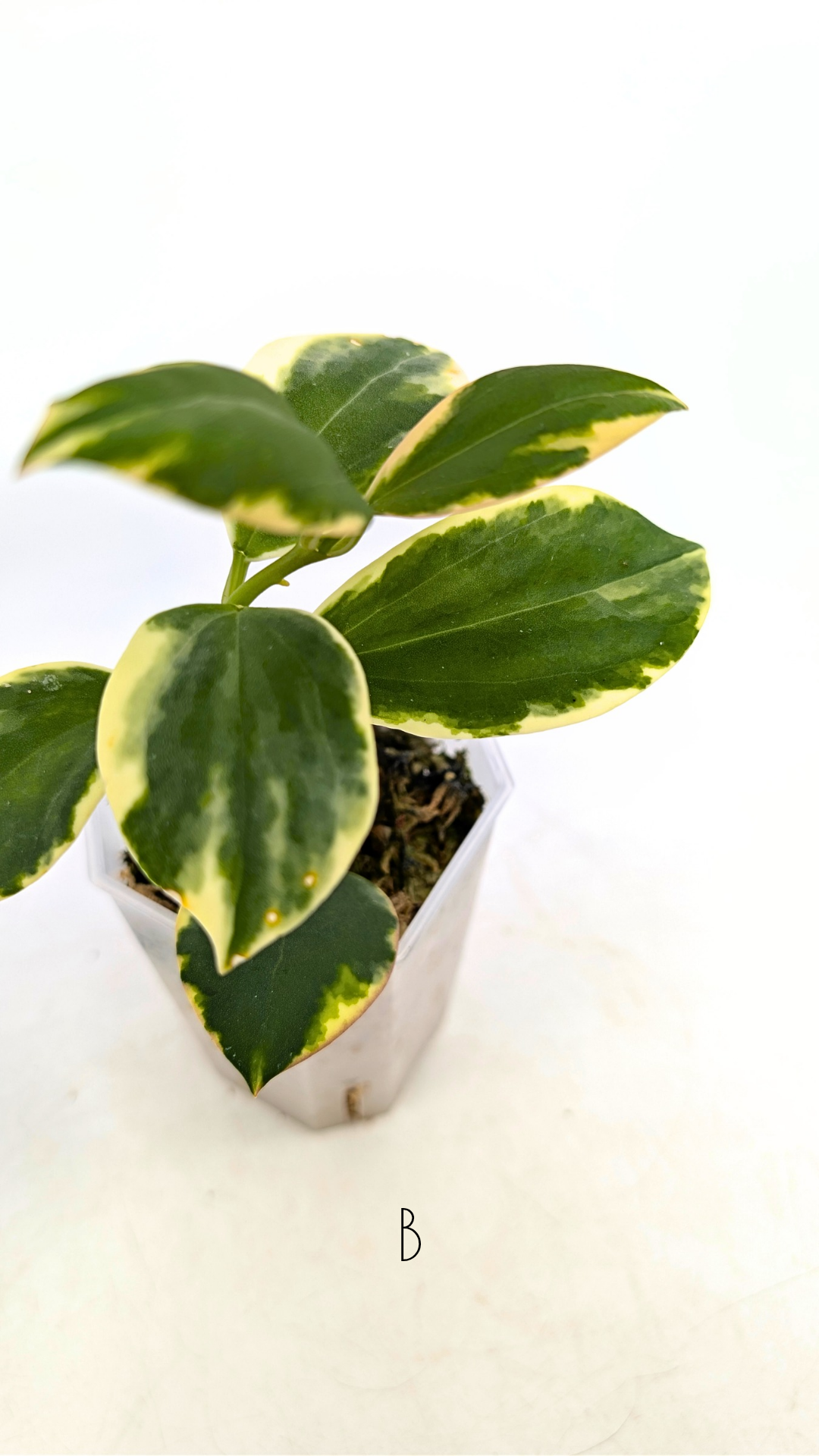 Rare waxplant Hoya sp Para Albomarginata available for sale at rare indoor plant shop The Leaf Gallery in Perth, Western Australia