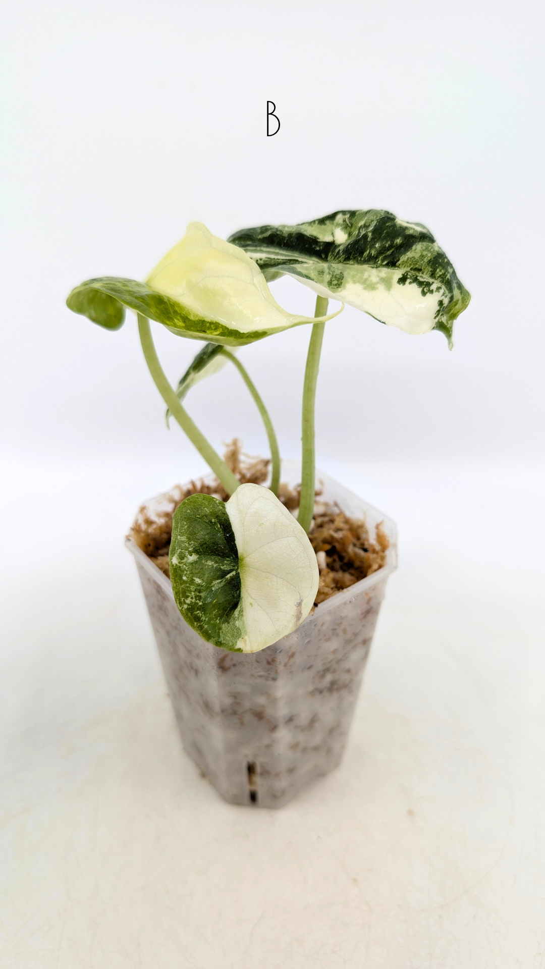 Sought after indoor plant Alocasia Dragon Scale Variegated available for sale at rare house plant shop The Leaf Gallery in Perth, Western Australia