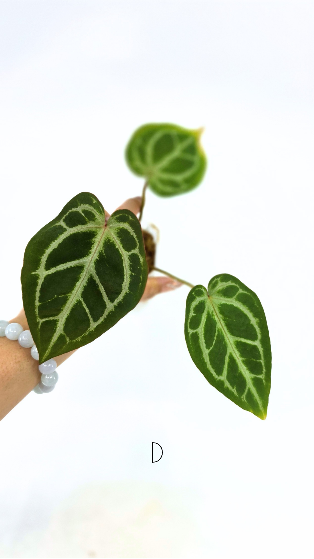 Rare anthurium hybrid Anthurium red dorayaki mutation with Anthurium Michelle by The Leaf Gallery in Perth, Western Australia