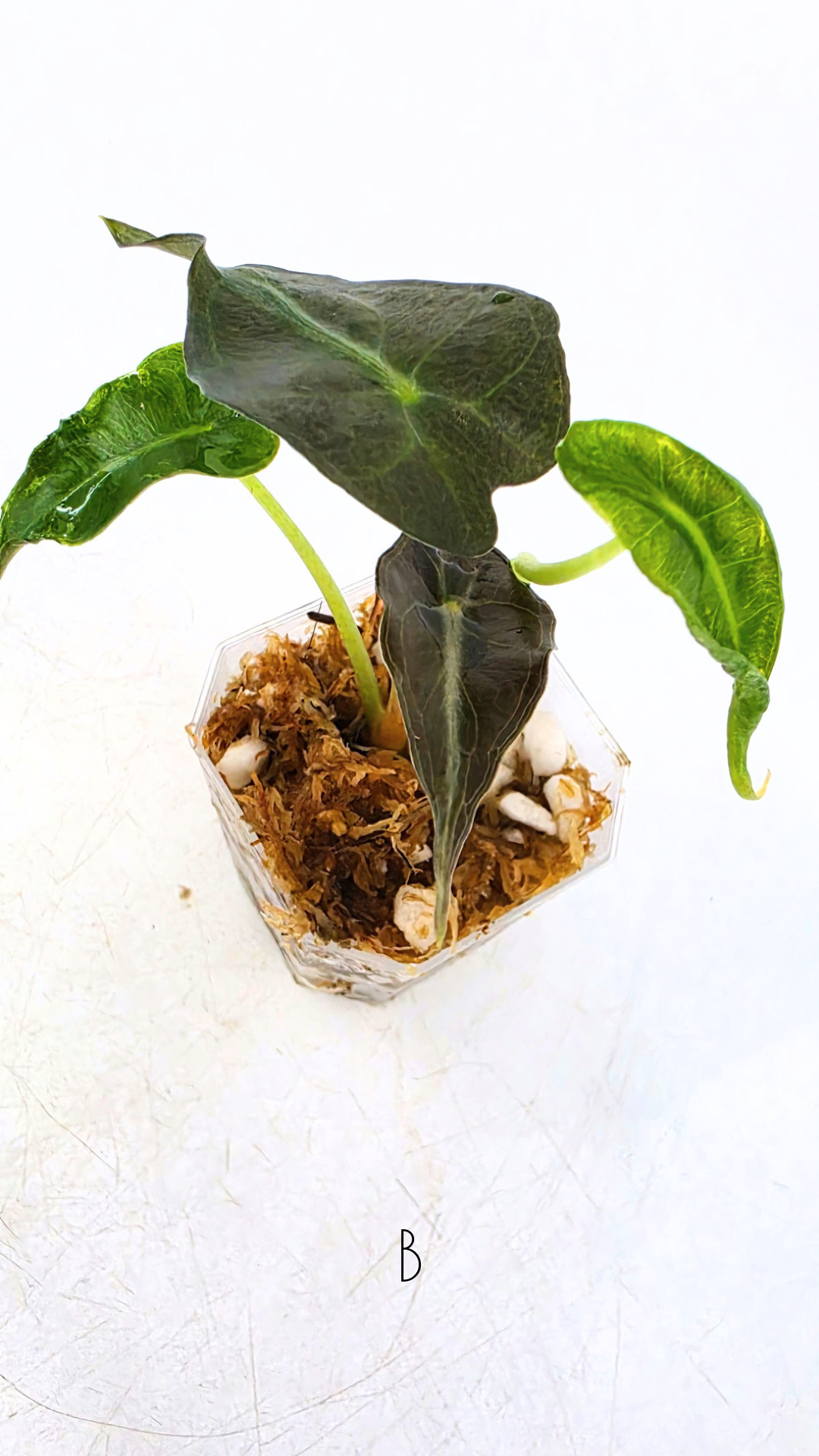 Rare indoor plant Alocasia Venom available for sale at rare house plant shop The Leaf Gallery in Perth, Western Australia.