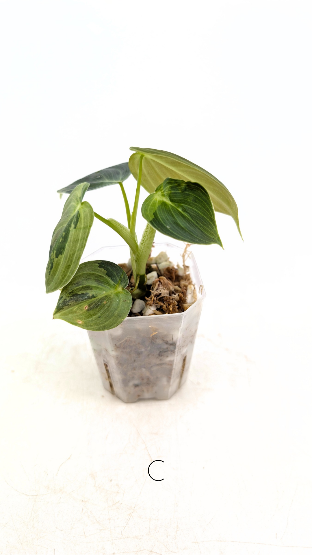 Rare plant Philodendron Melanochrysum Varigated available for sale at rare plant shop The Leaf Gallery in Perth, Western Australia