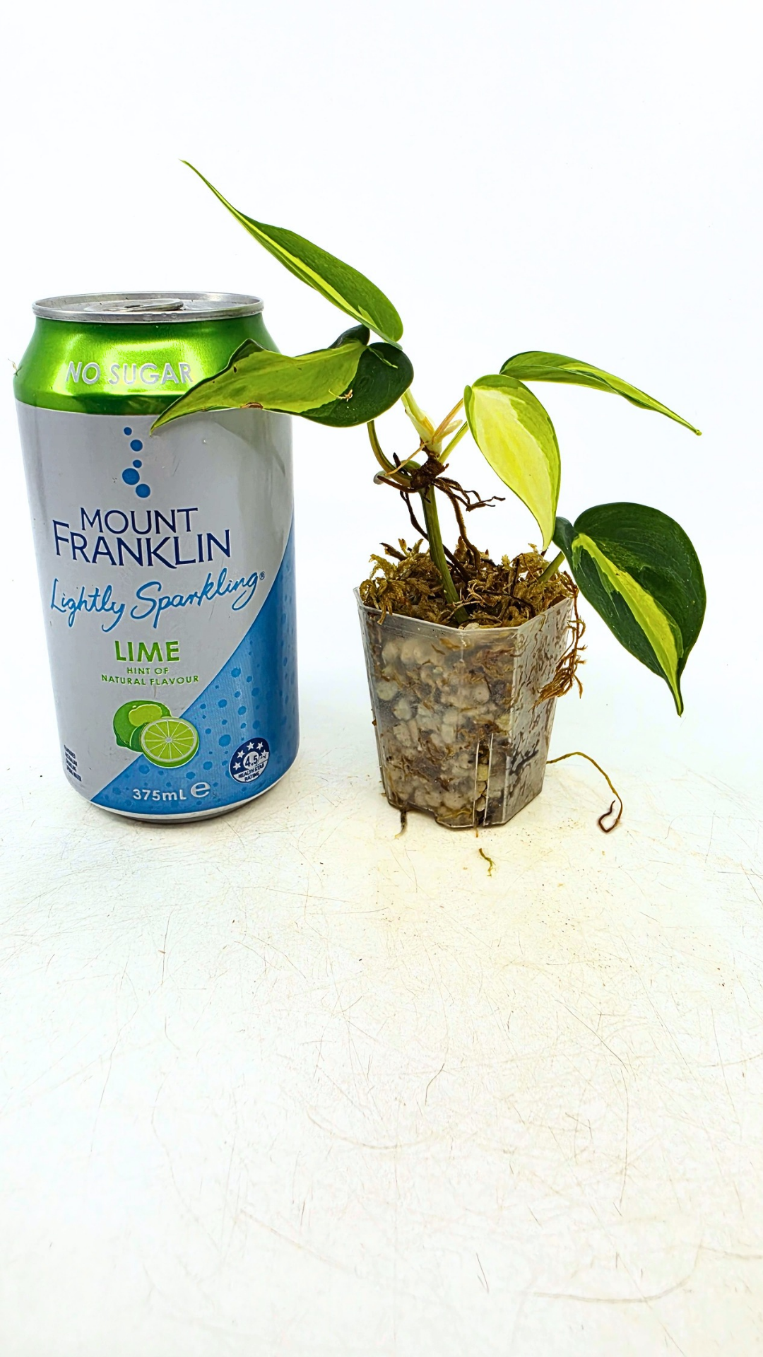 Rare indoor plant Philodendron Cream Splash available at rare plant shop The Leaf Gallery in Perth, Western Australia