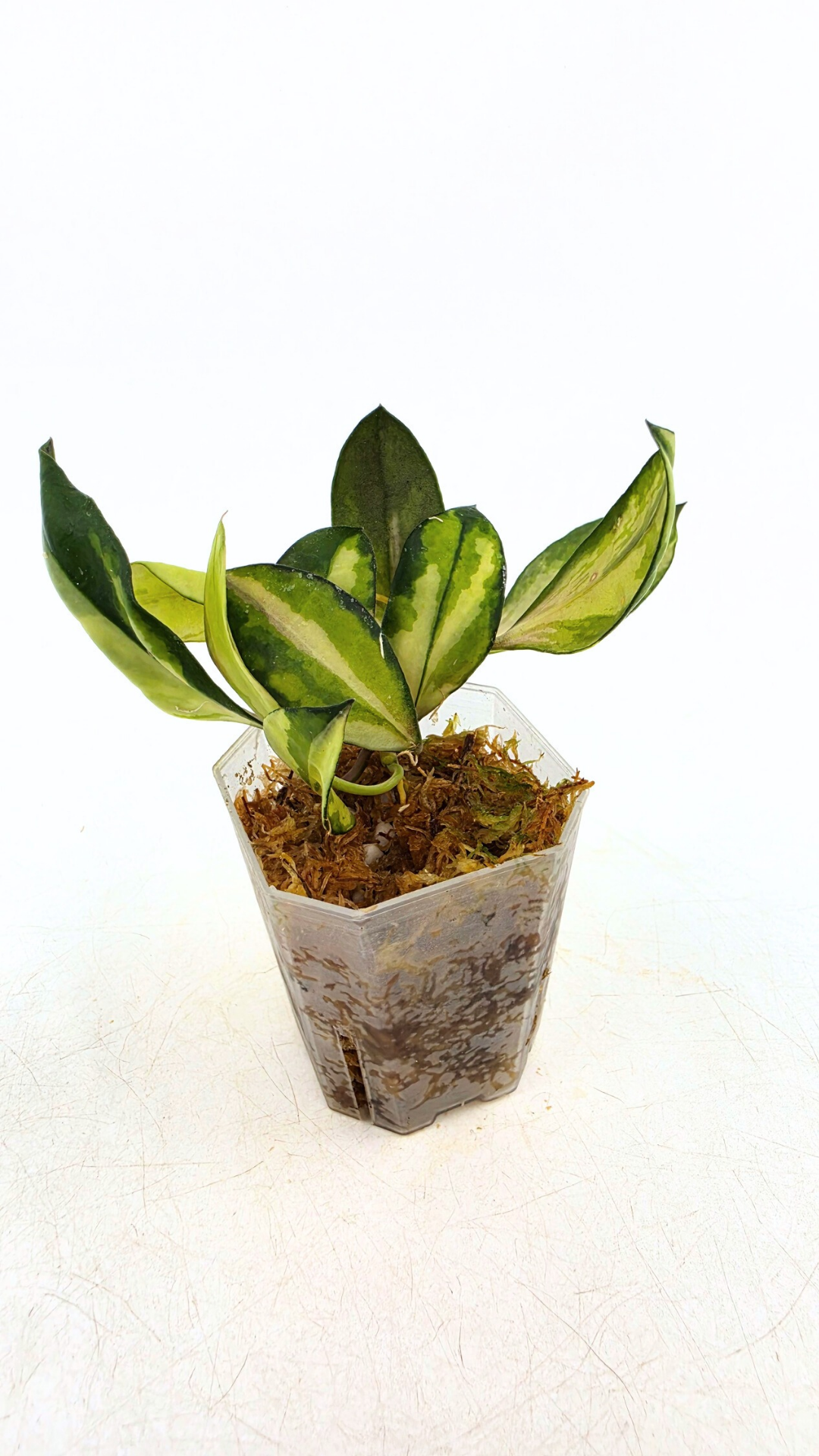 Rare hoya Walliniana Varigated available for sale at rare plant shop The Leaf Gallery in Perth, Western Australia