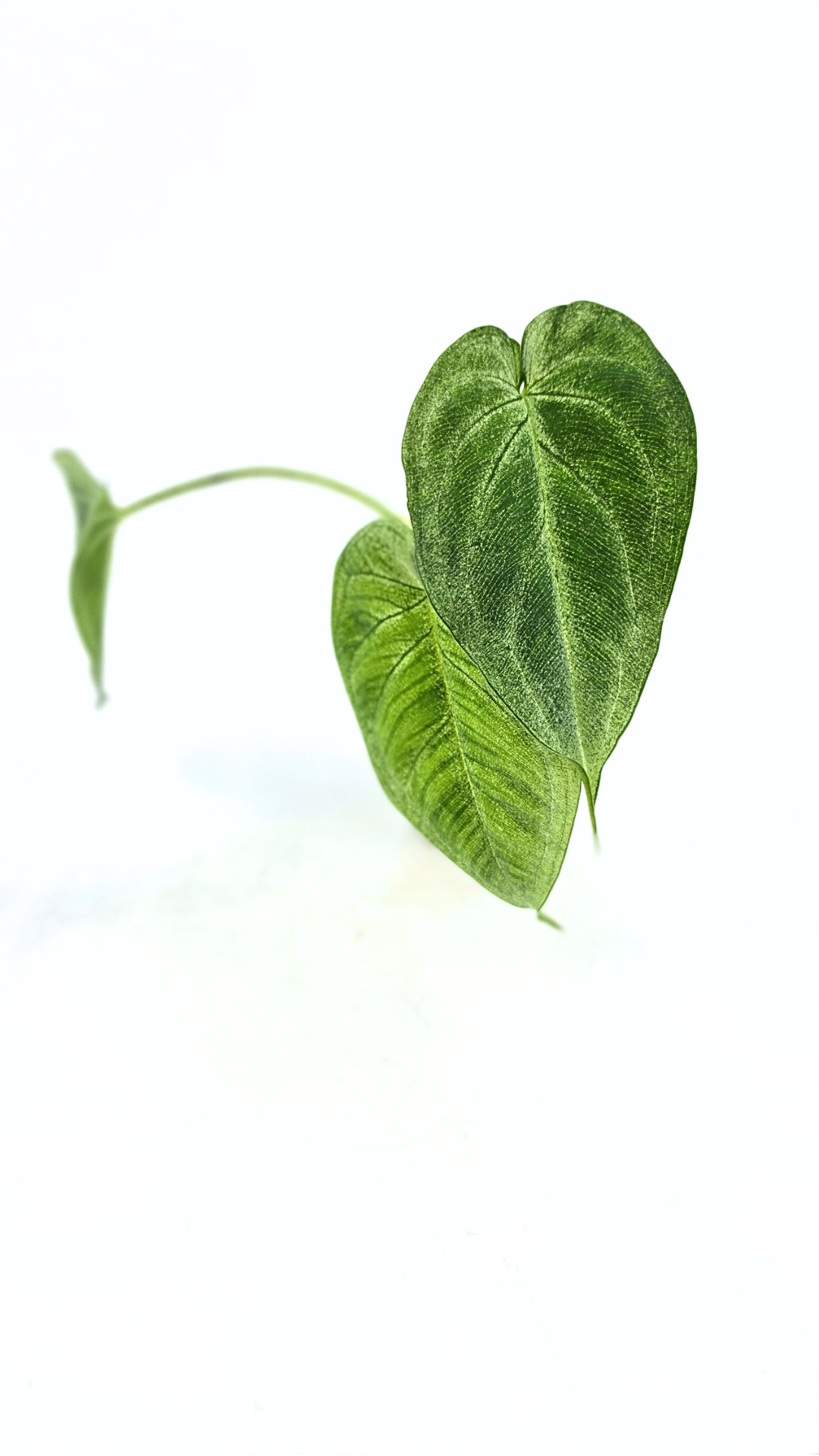 Rare plant Syngonium Frosted Heart available at The Leaf Gallery in Perth, Western Australia