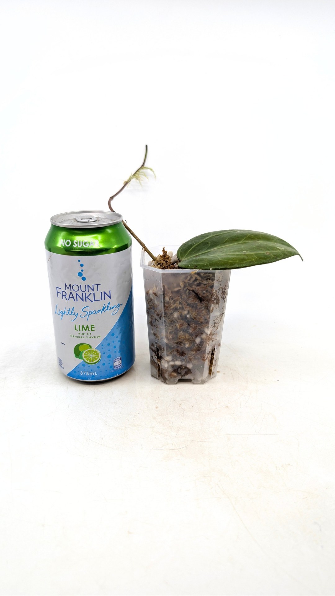 Rare waxplant Hoya Sarawak available for sale at rare indoor plant shop The Leaf Gallery in Perth, Western Australia