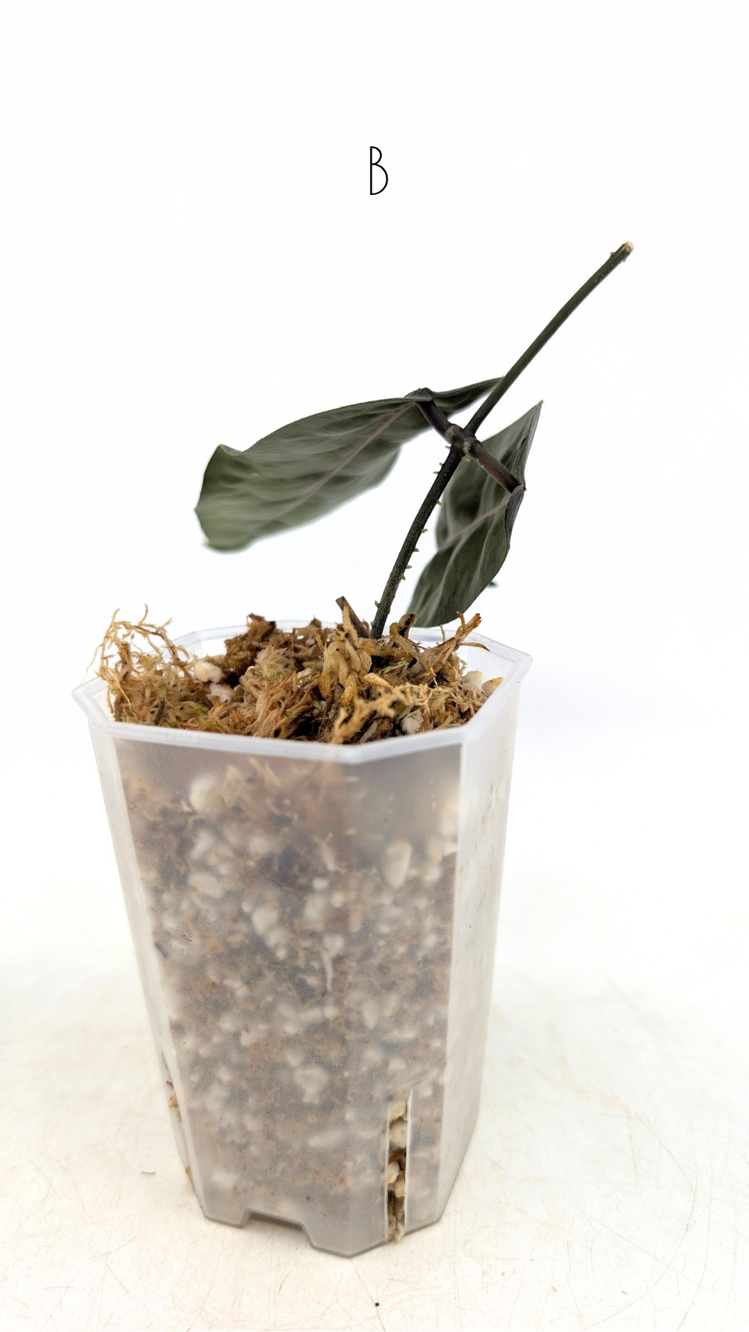 Rare waxplant hoya megalaster IML1007 available for sale at rare plant shop The Leaf Gallery in Perth, Western Australia