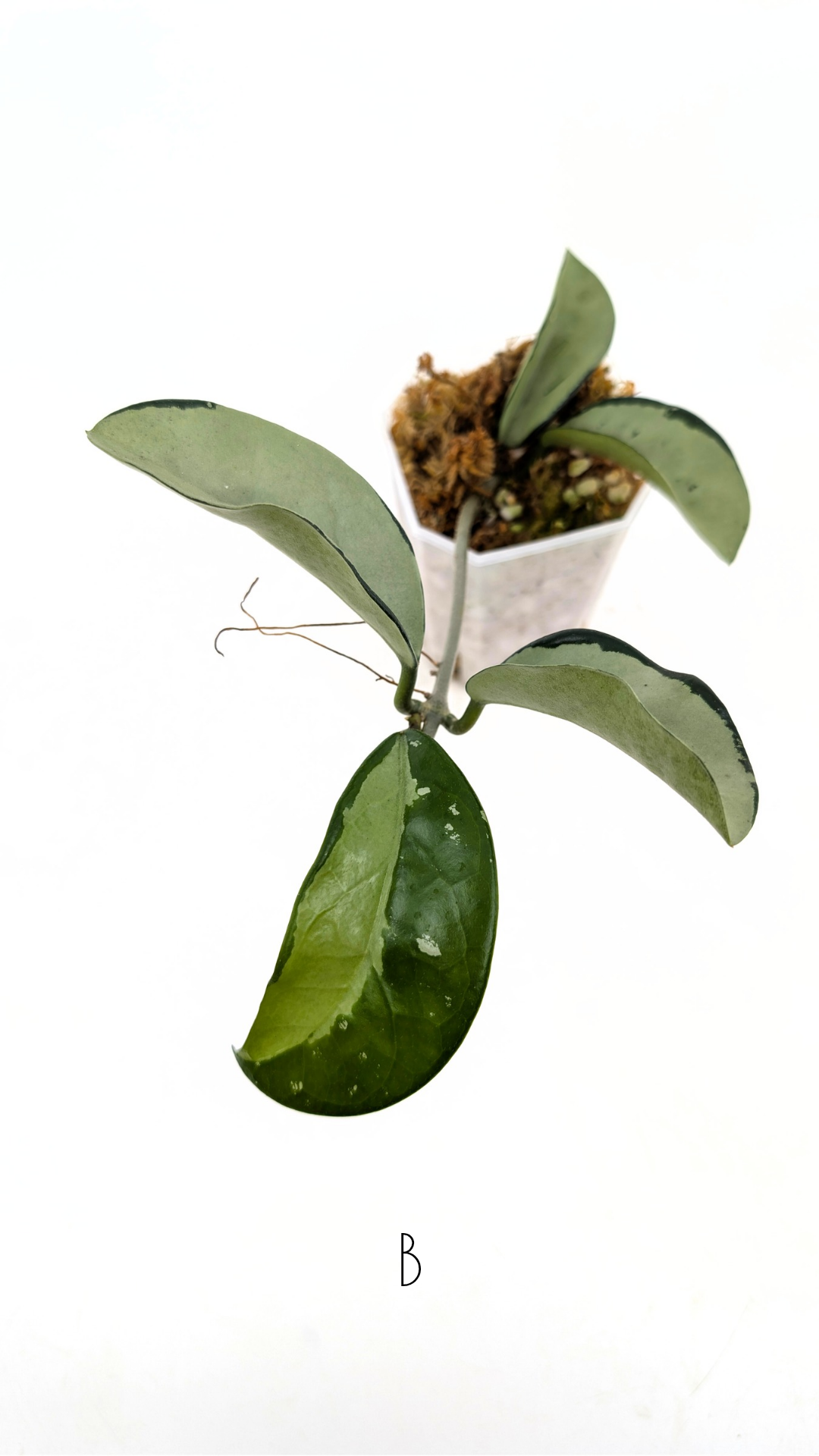 Rare Hoya AH074 available for sale at rare plant shop The Leaf Gallery in Perth, Western Australia