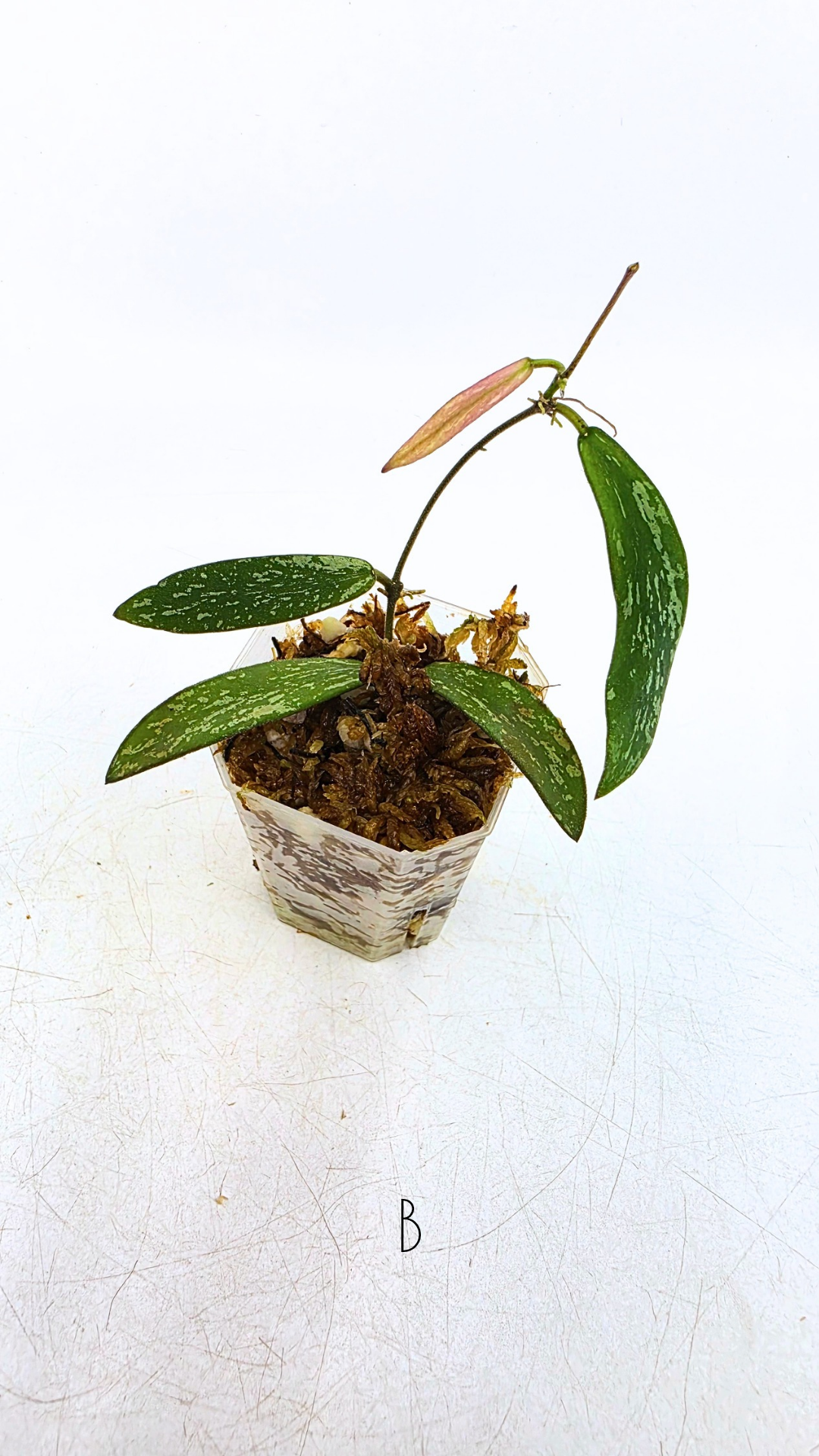 Rare indoor wax plant Hoya Sigillatis propagated by The Leaf Gallery in Perth, Western Australia