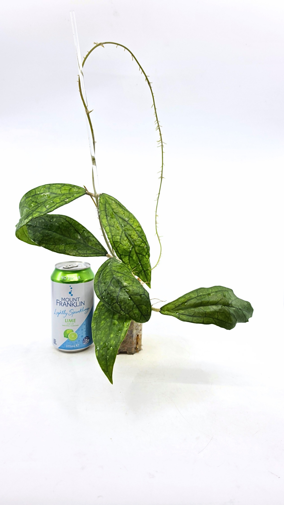 Rare waxplant Hoya Decipulae available for sale at rare indoor plant shop The Leaf Gallery in Perth, Western Australia