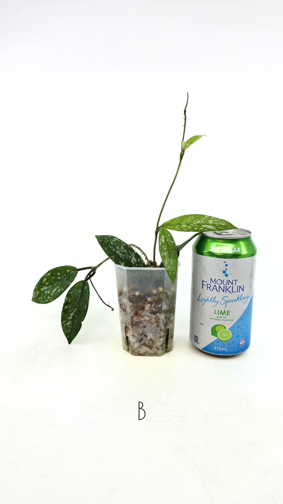 Rare indoor plant hoya wilbur graves propagated by and available for sale at rare plant shop The Leaf Gallery in Perth.