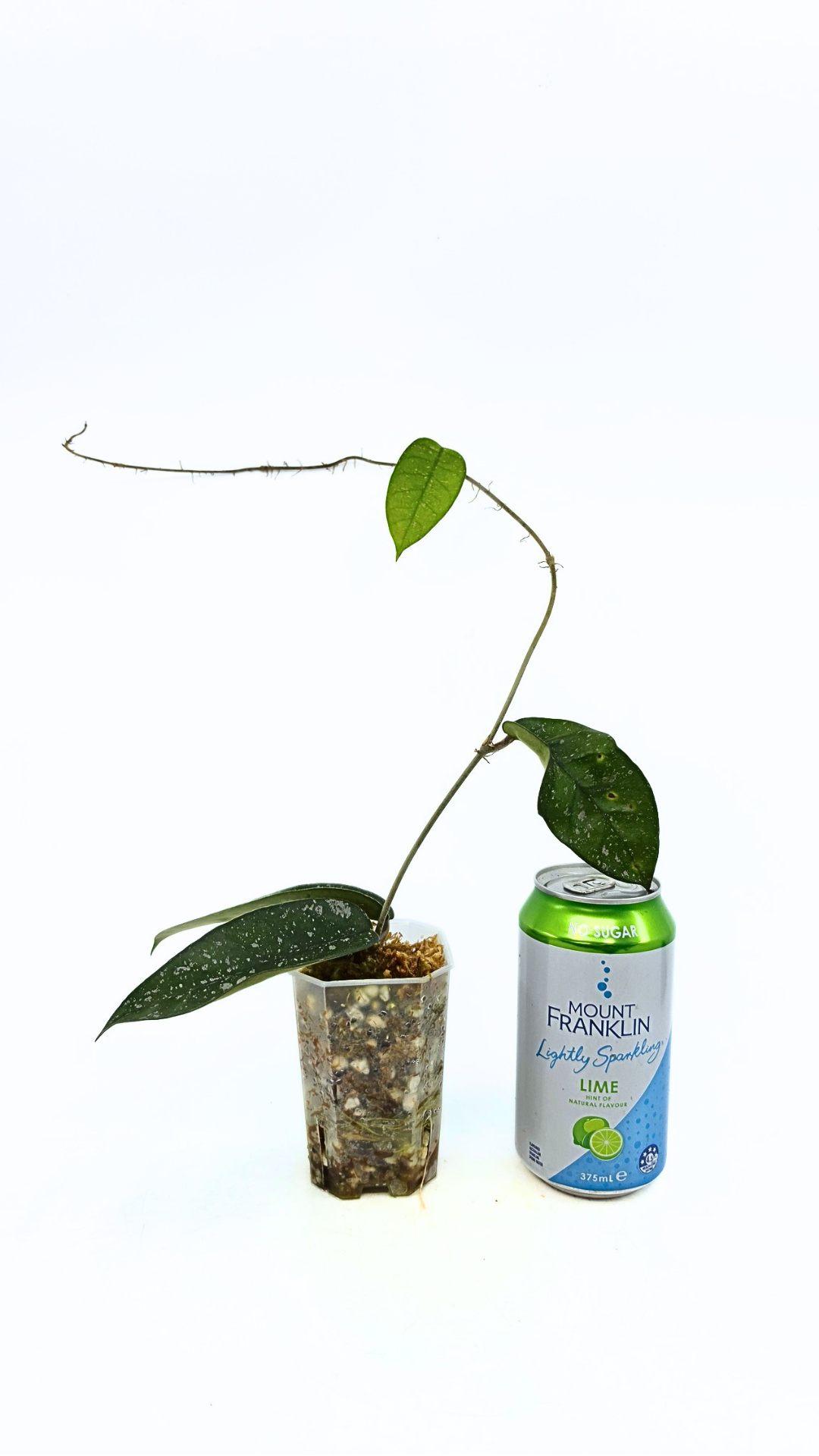 Rare waxplant Hoya Starry Night available for sale at The Leaf Gallery in Perth, Western Australia
