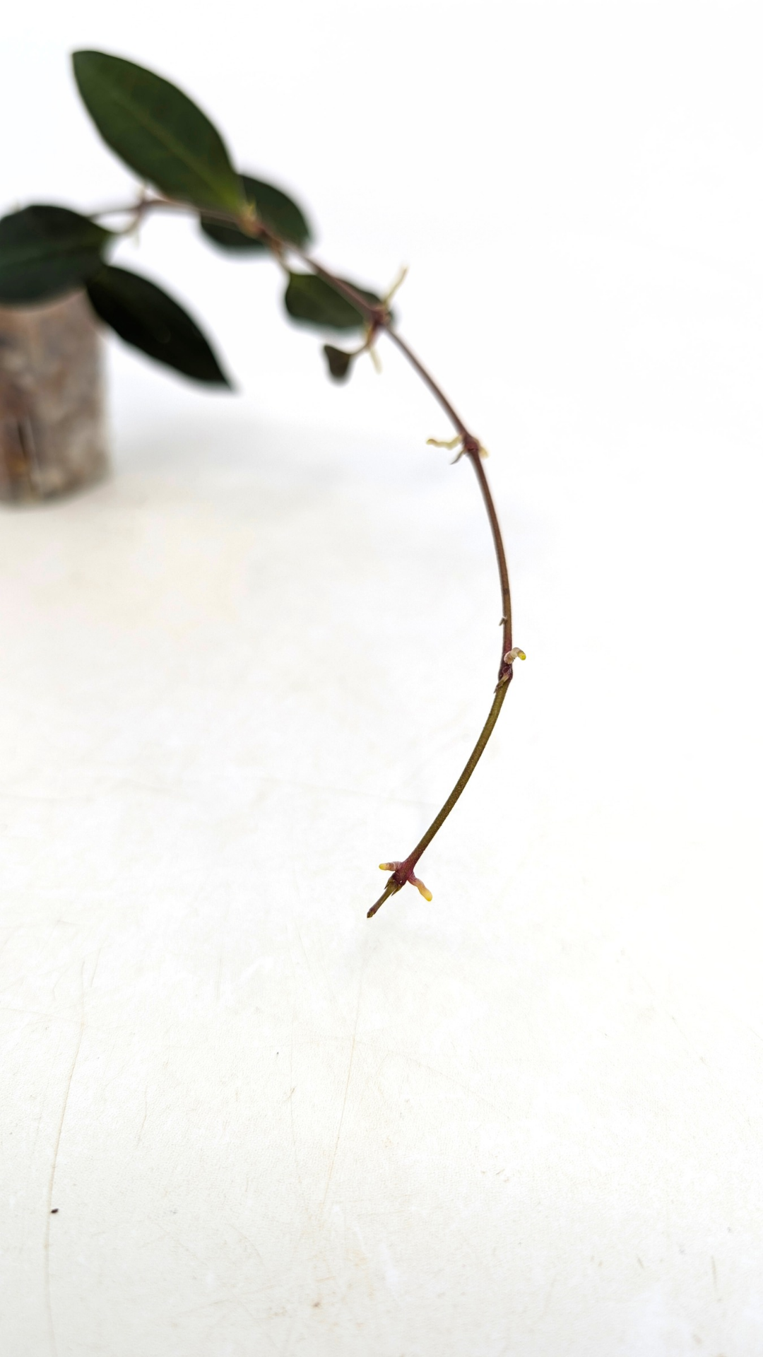 Rare waxplant Hoya Rosita available for sale at rare plant shop The Leaf Gallery in Perth, Western Australia