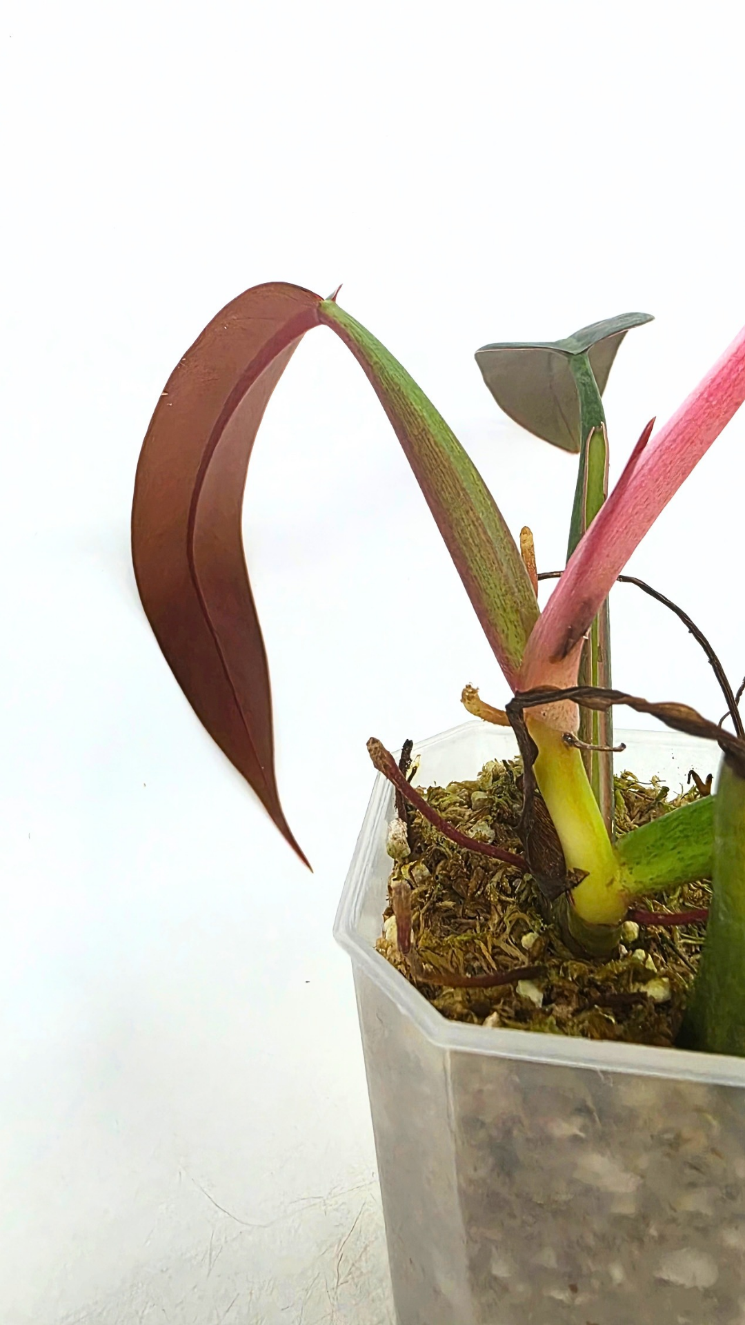 Rare indoor plant Philodendron Bicolour available for sale at rare house plant shop The Leaf Gallery in Perth, Western Australia
