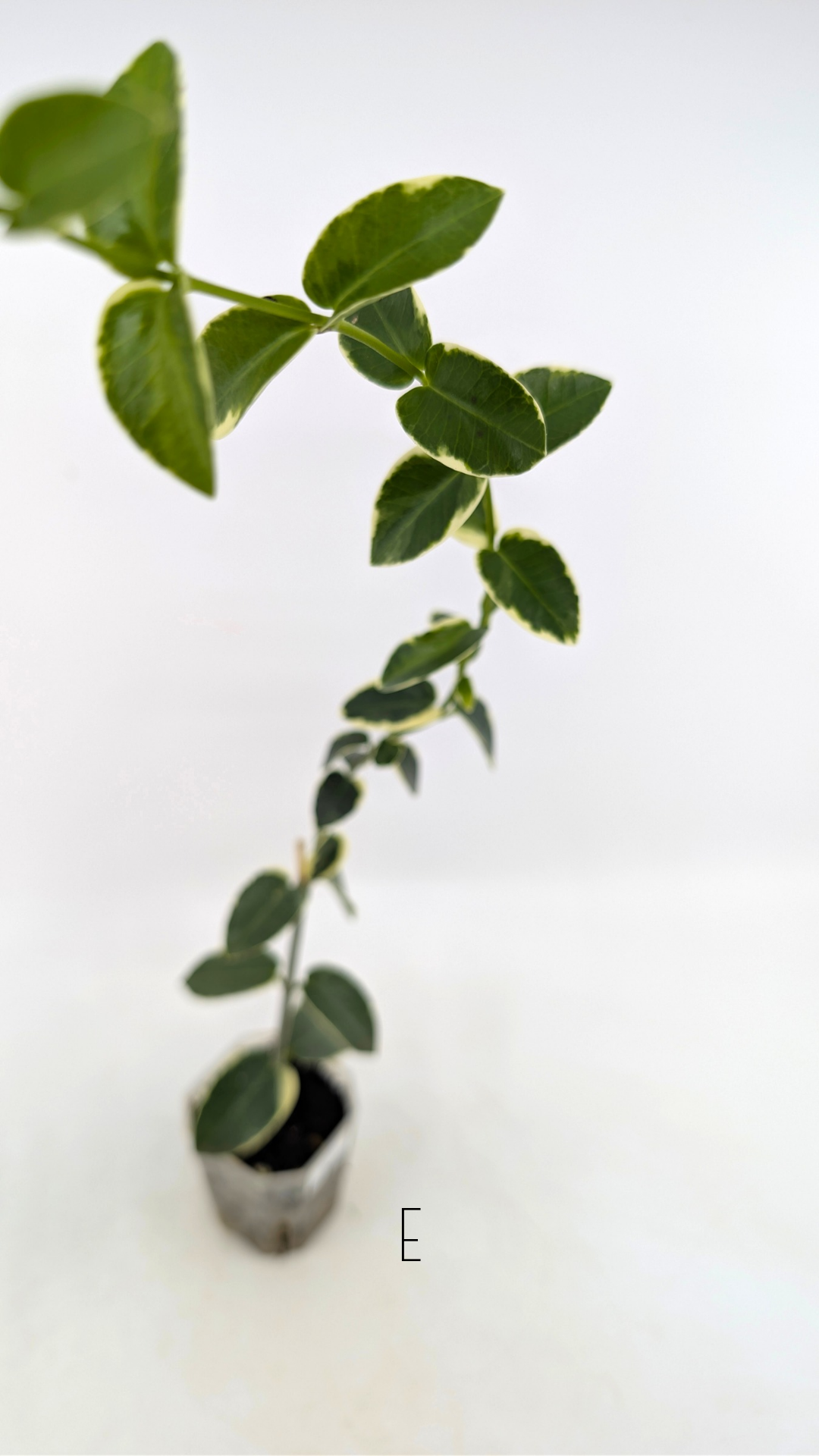 Rare waxplant Hoya Cumingiana Albo available for sale at rare indoor plant shop The Leaf Gallery in Perth, Western Australia